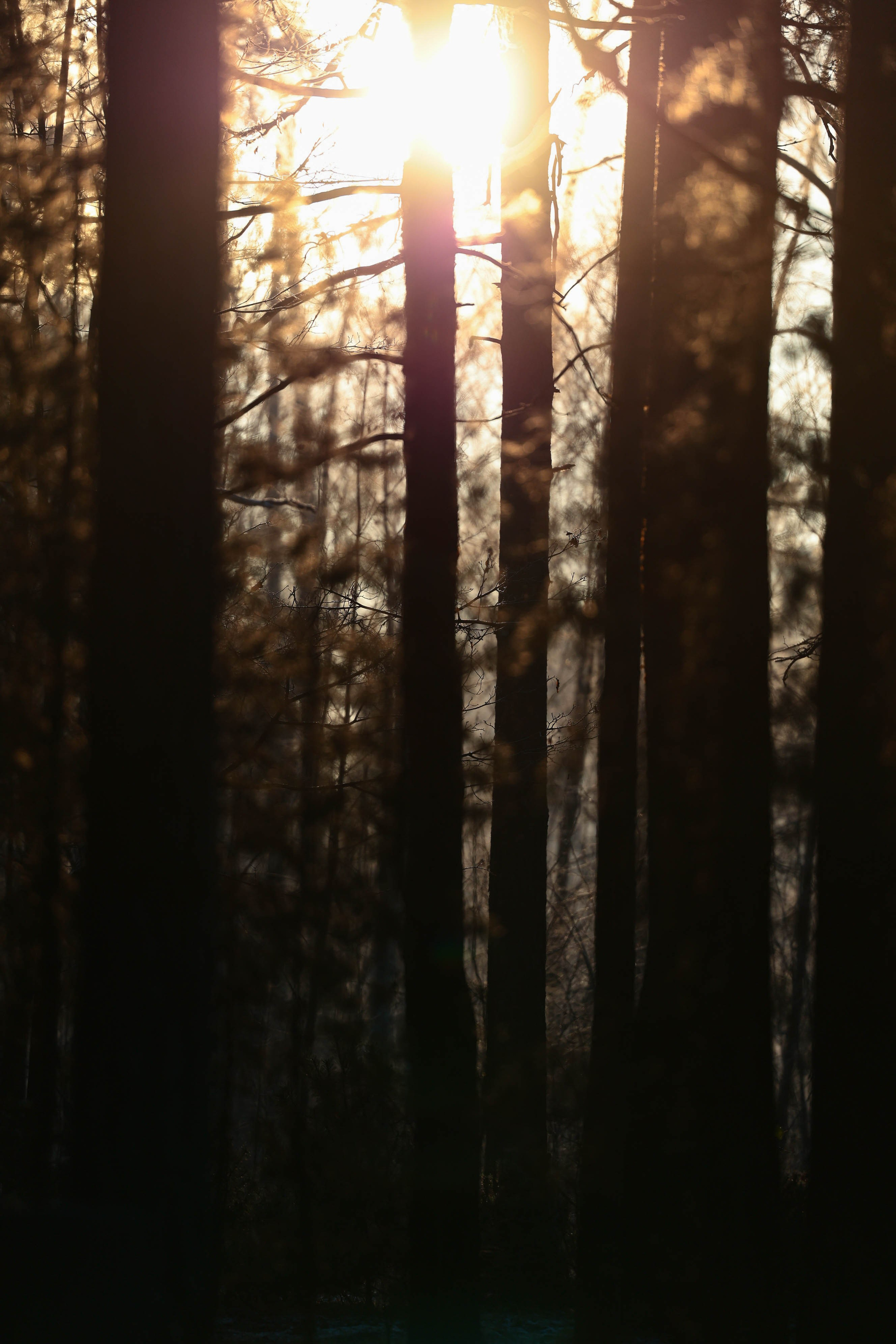 Новогодний марафон «Sosnovka Horse» 2025. Спортивный фотограф в Санкт-Петербурге Илья Vacool