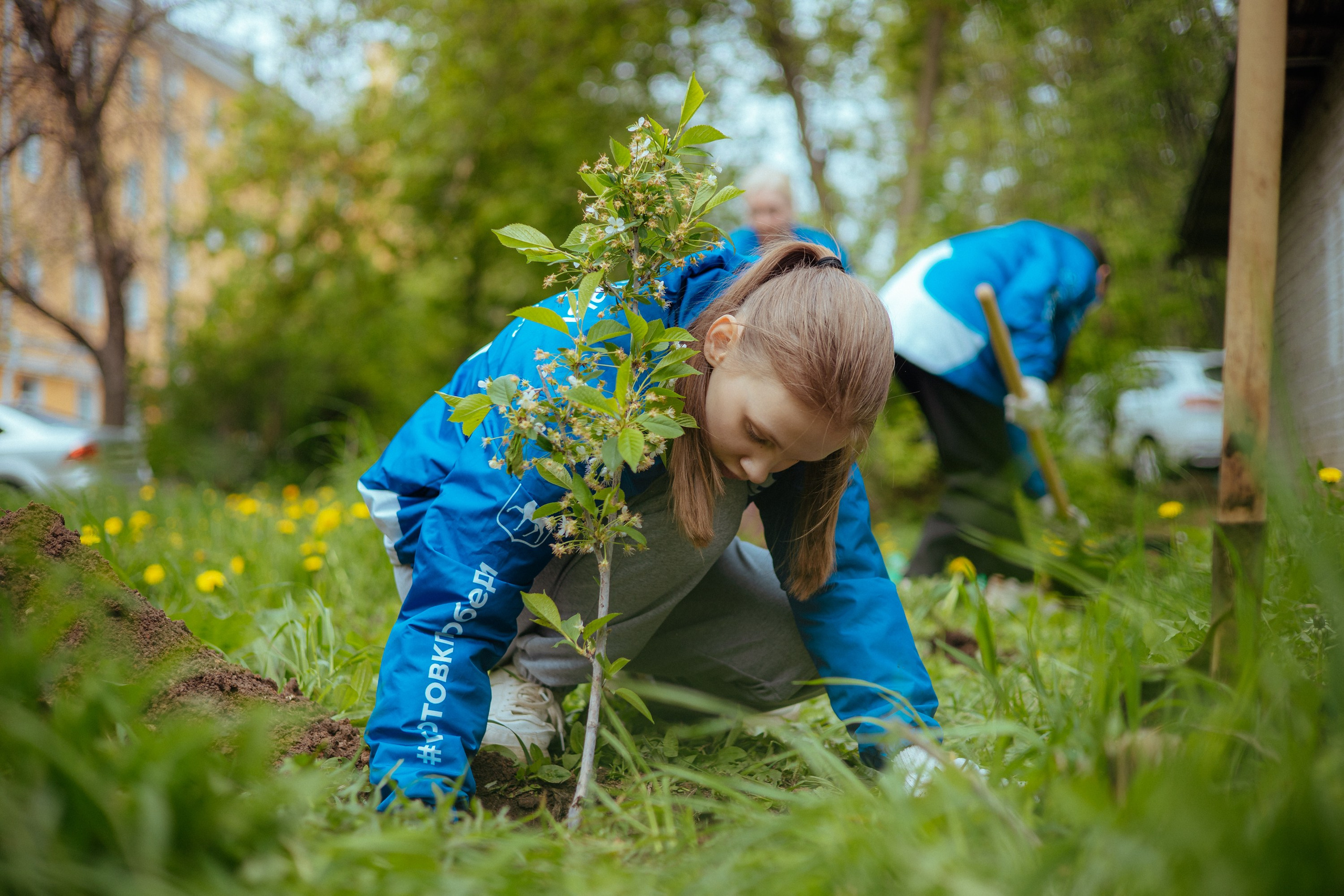 Сад памяти | волонтеры победы