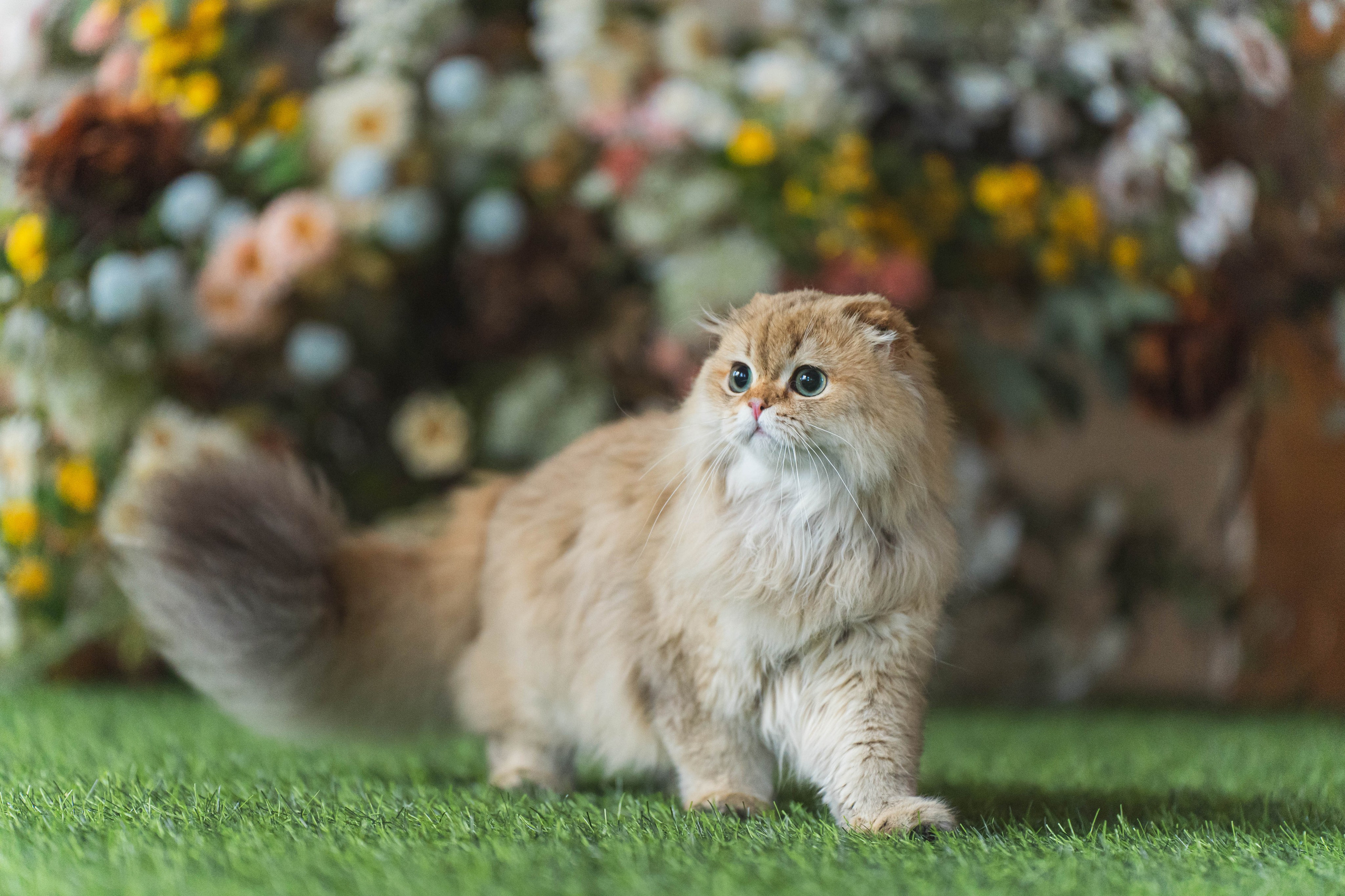 Питомник Шотландских кошек. Фотограф в Москве Ленарская Дарья
