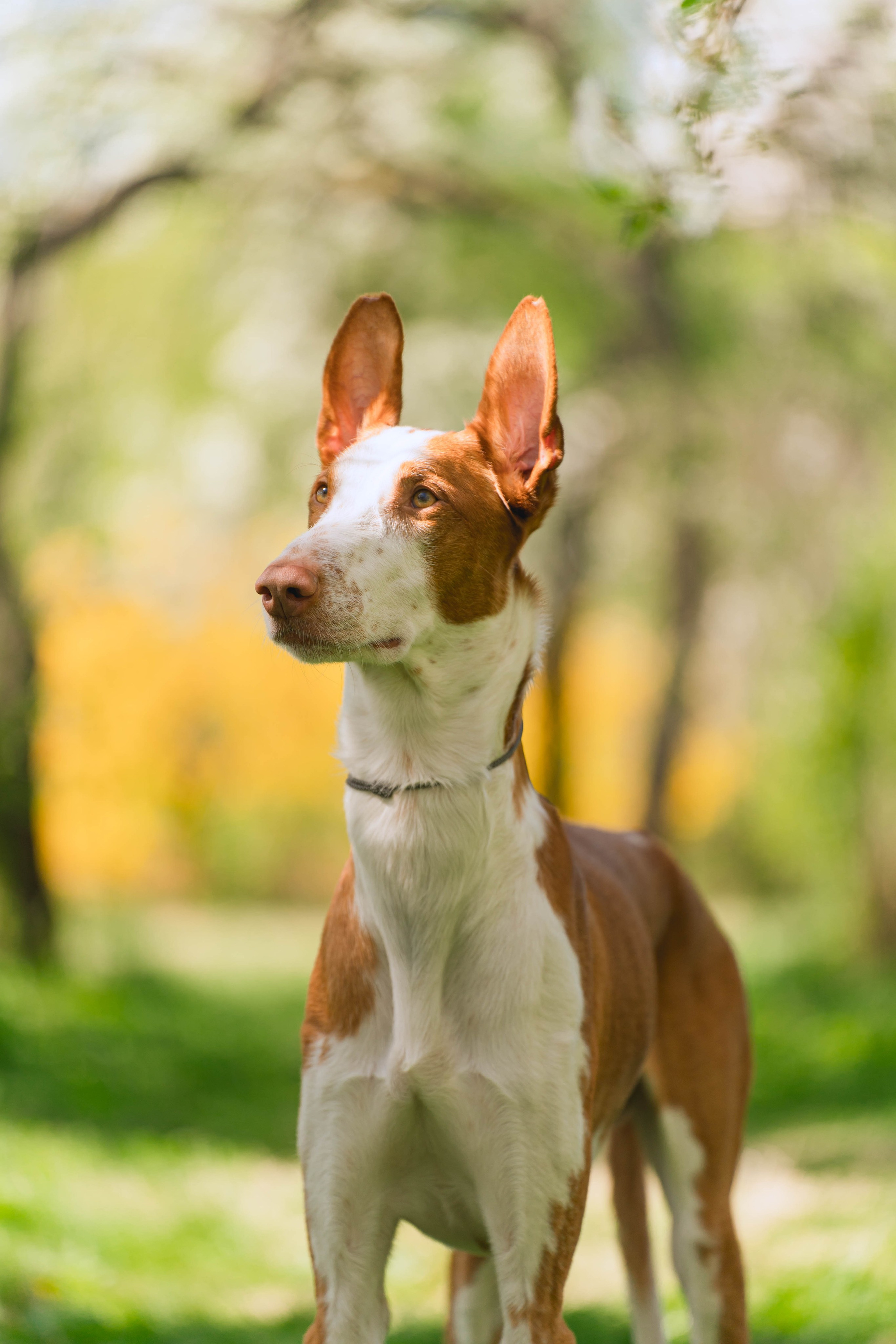 Екатерина и Николай. Фотограф в Москве Ленарская Дарья