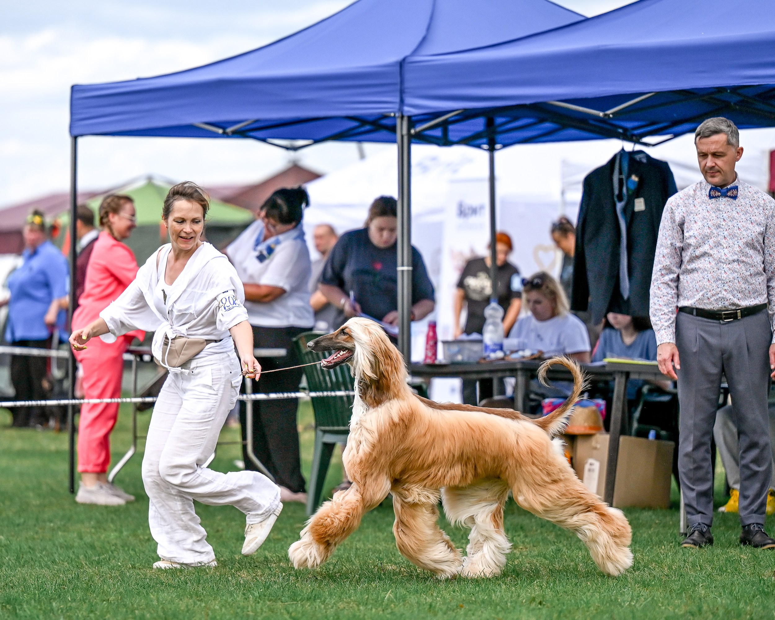 Республиканская выставка собак всех пород. Галерея фотографий афганской борзой
