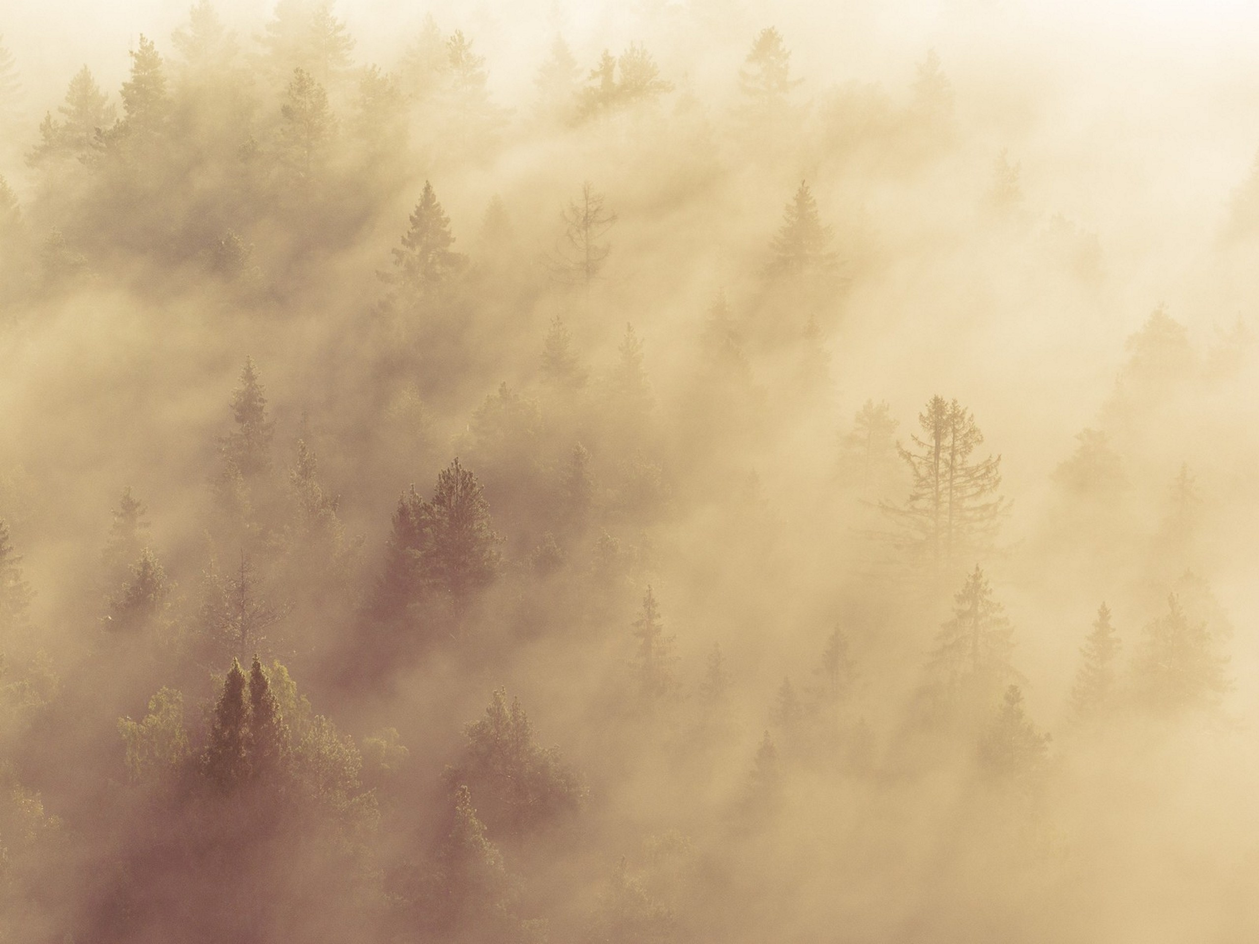 Карельский Перешеек. Фотограф Владимир Медведев