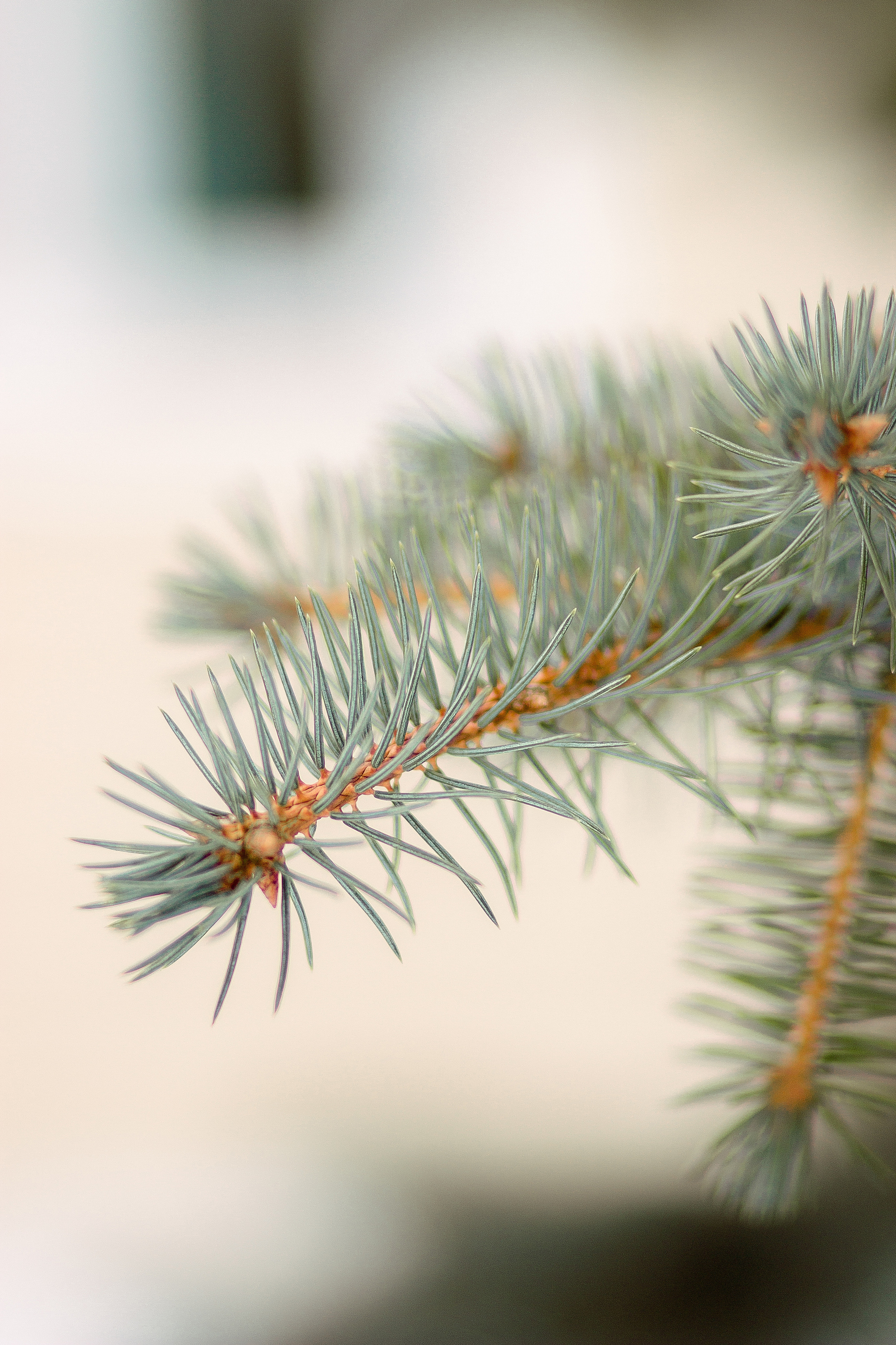 Женская фотосессия на улице зимой. Фотограф в Санкт-Петербурге, Анна Скворцова