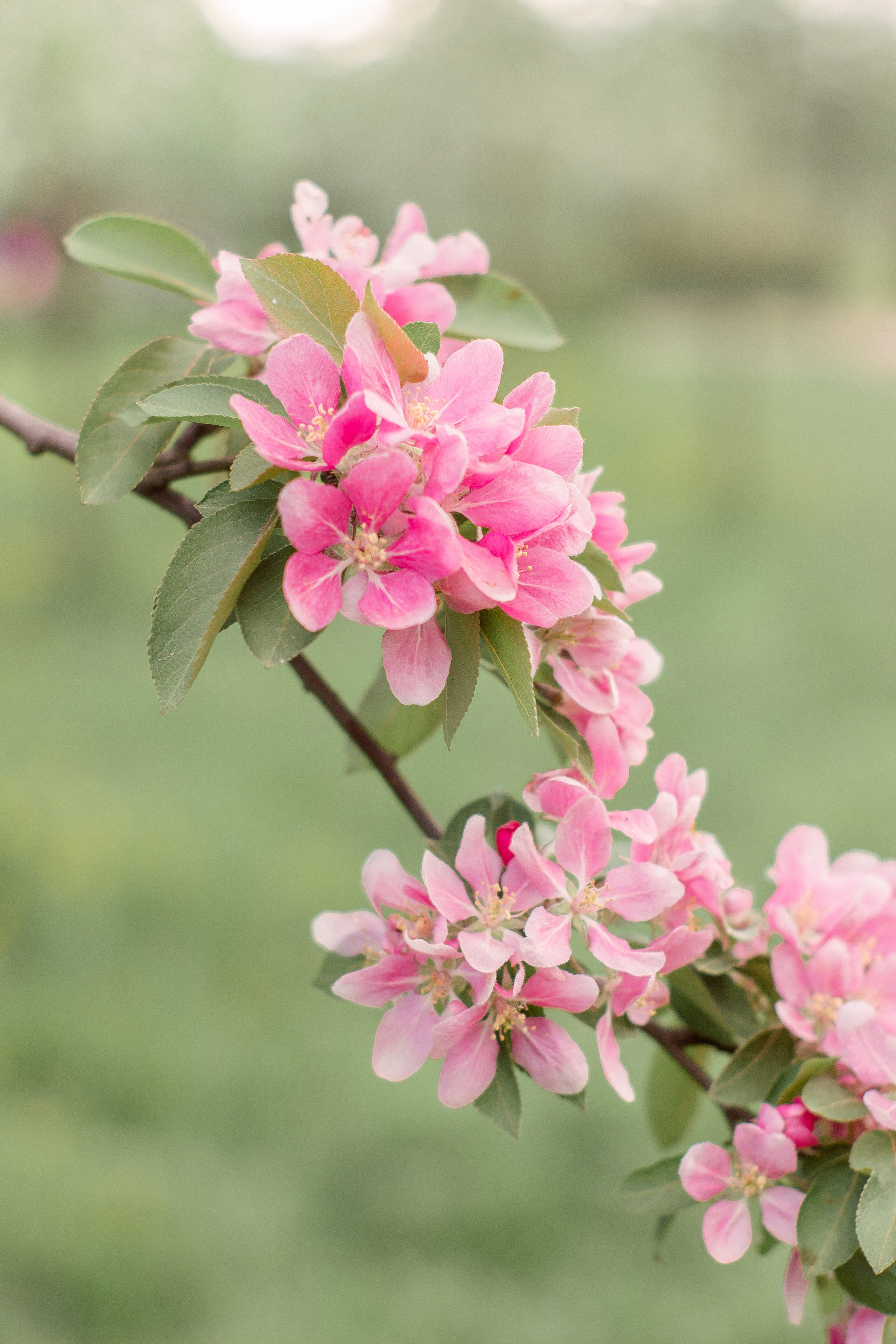 Фотосессия в цветущем саду Спб. Фотограф в Санкт-Петербурге, Анна Скворцова