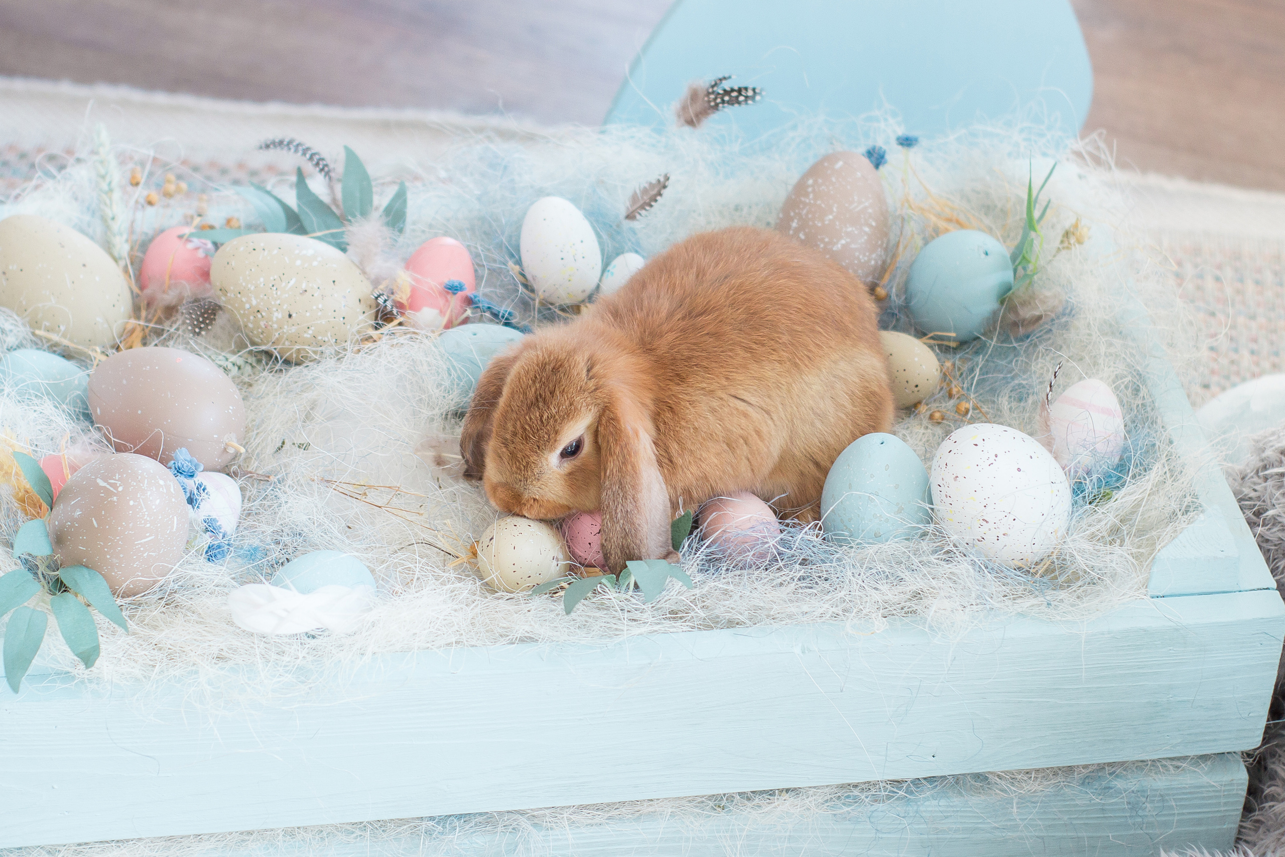 Артемка. Семейный фотограф Анна Скворцова