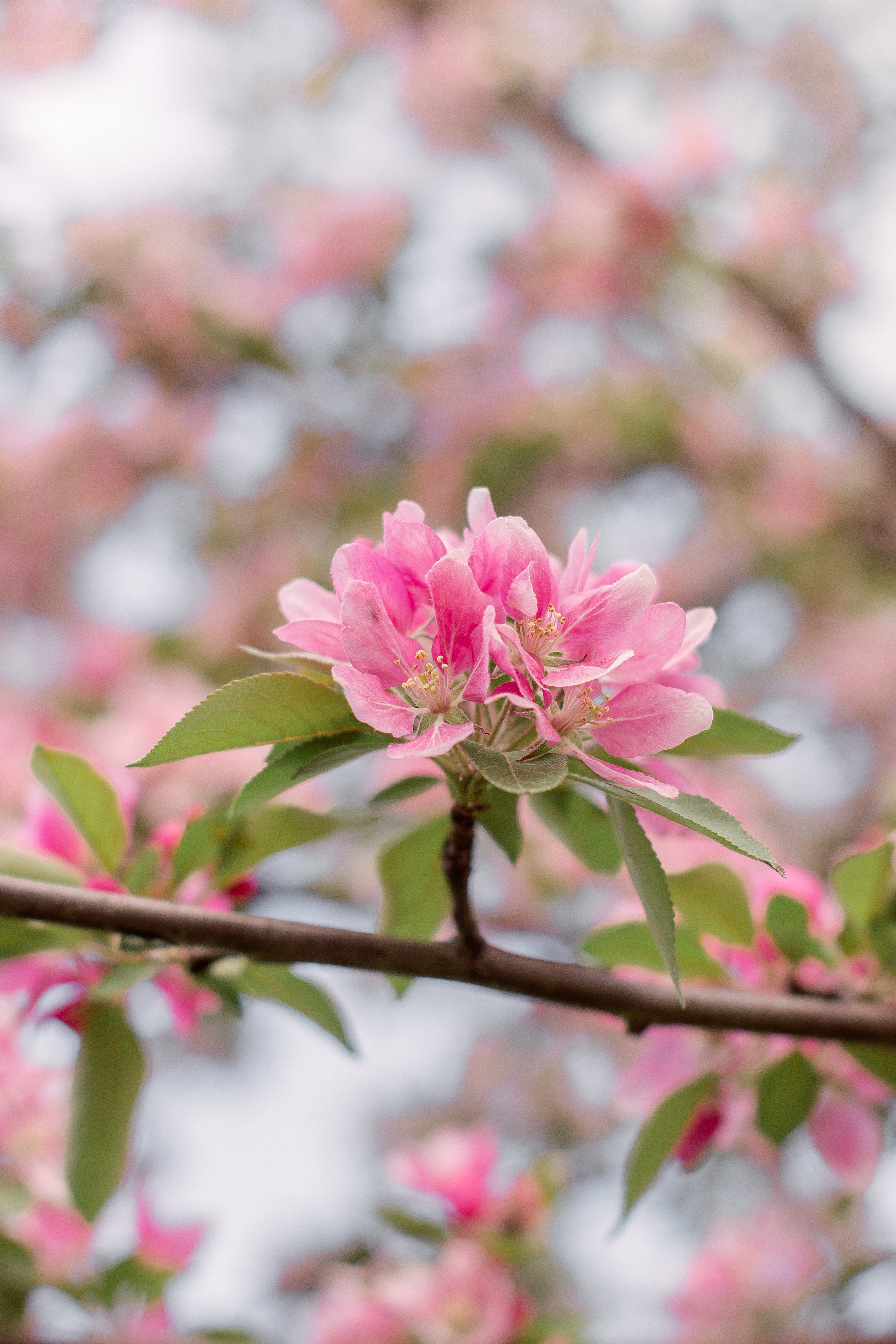 Фотосессия в яблоневом саду в санкт- петербурге. Фотограф в Санкт-Петербурге, Анна Скворцова
