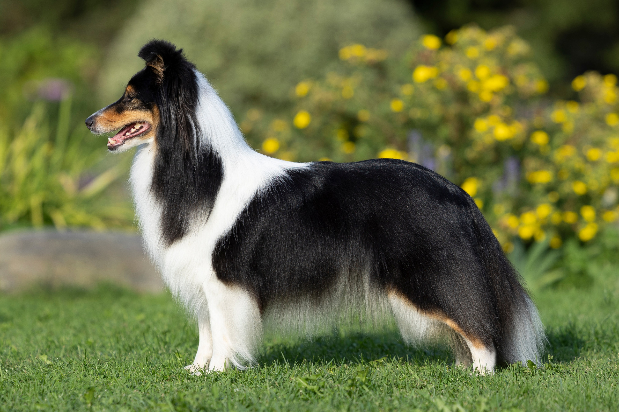 Елена и шелти. Мои работы