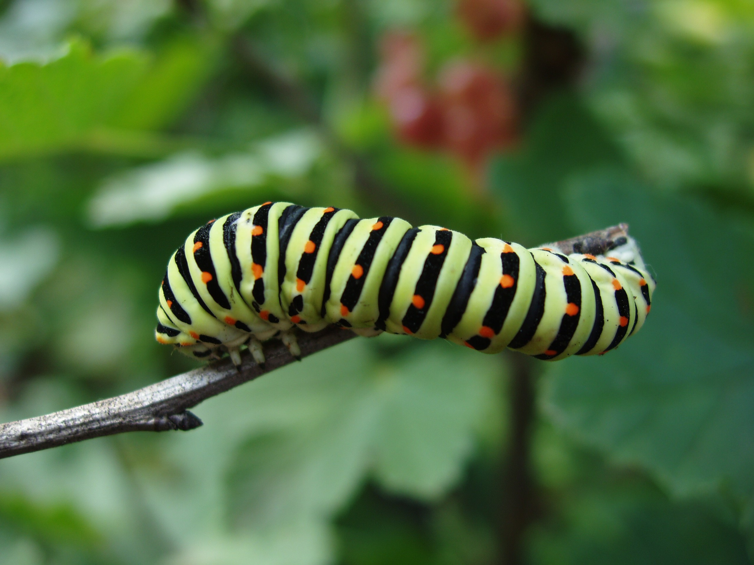Отпуск 13.07-24.08. Семейный, Свадебный фотограф СПБ Питер— Романова Екатерина