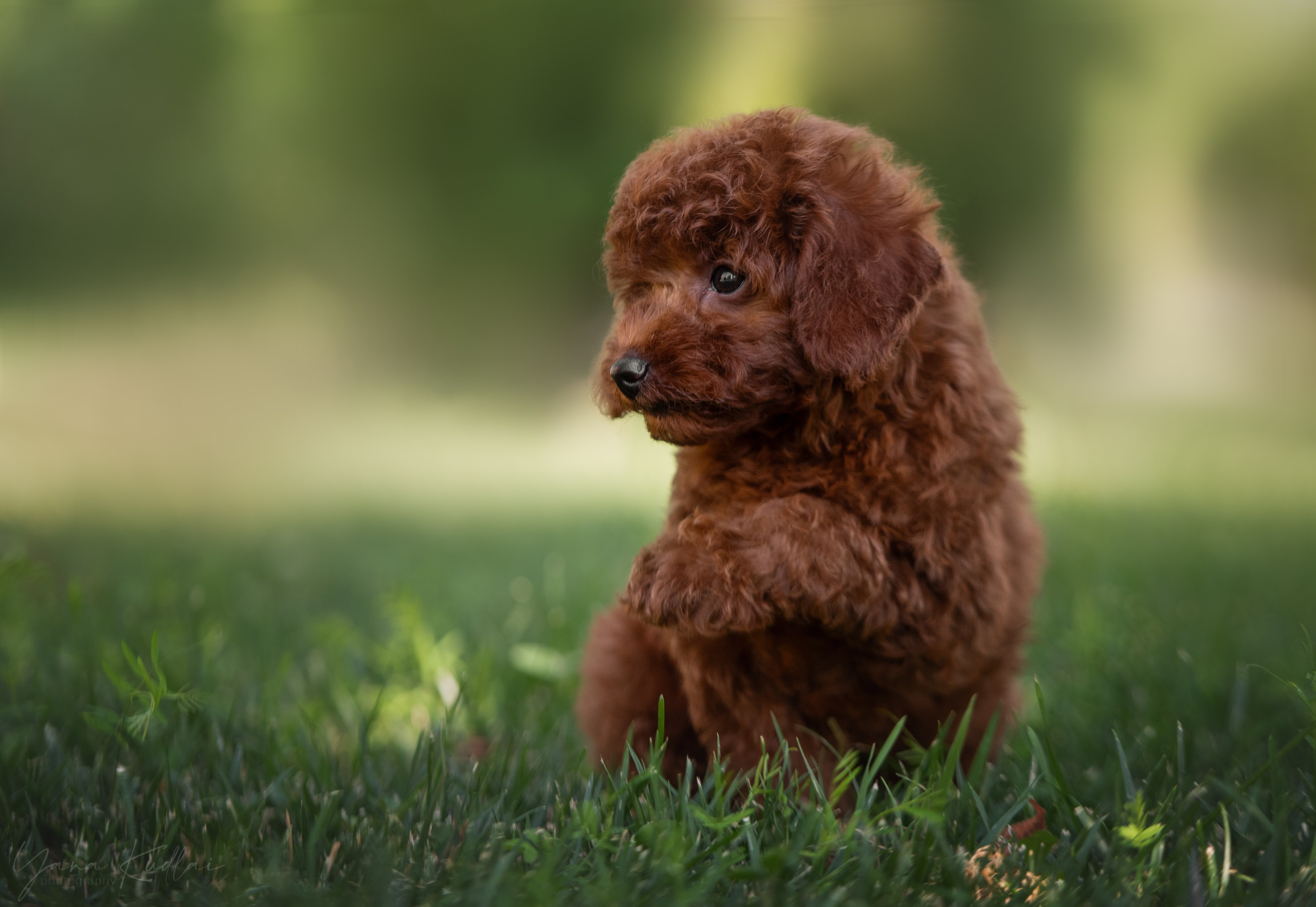 Малыши пуделя. Фотограф анималист Ставрополь Яна Кудлай
