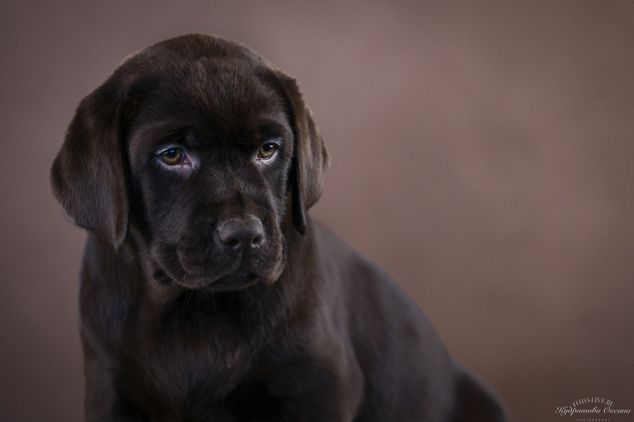 Лабрадоры. Фотограф 📸 анималист, предметный, репортажный