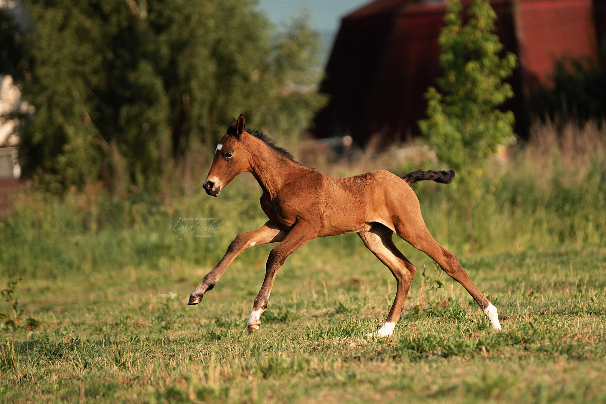Малышка Кэндис. Конный фотограф Куракина Дарья • Фотосессии с лошадьми