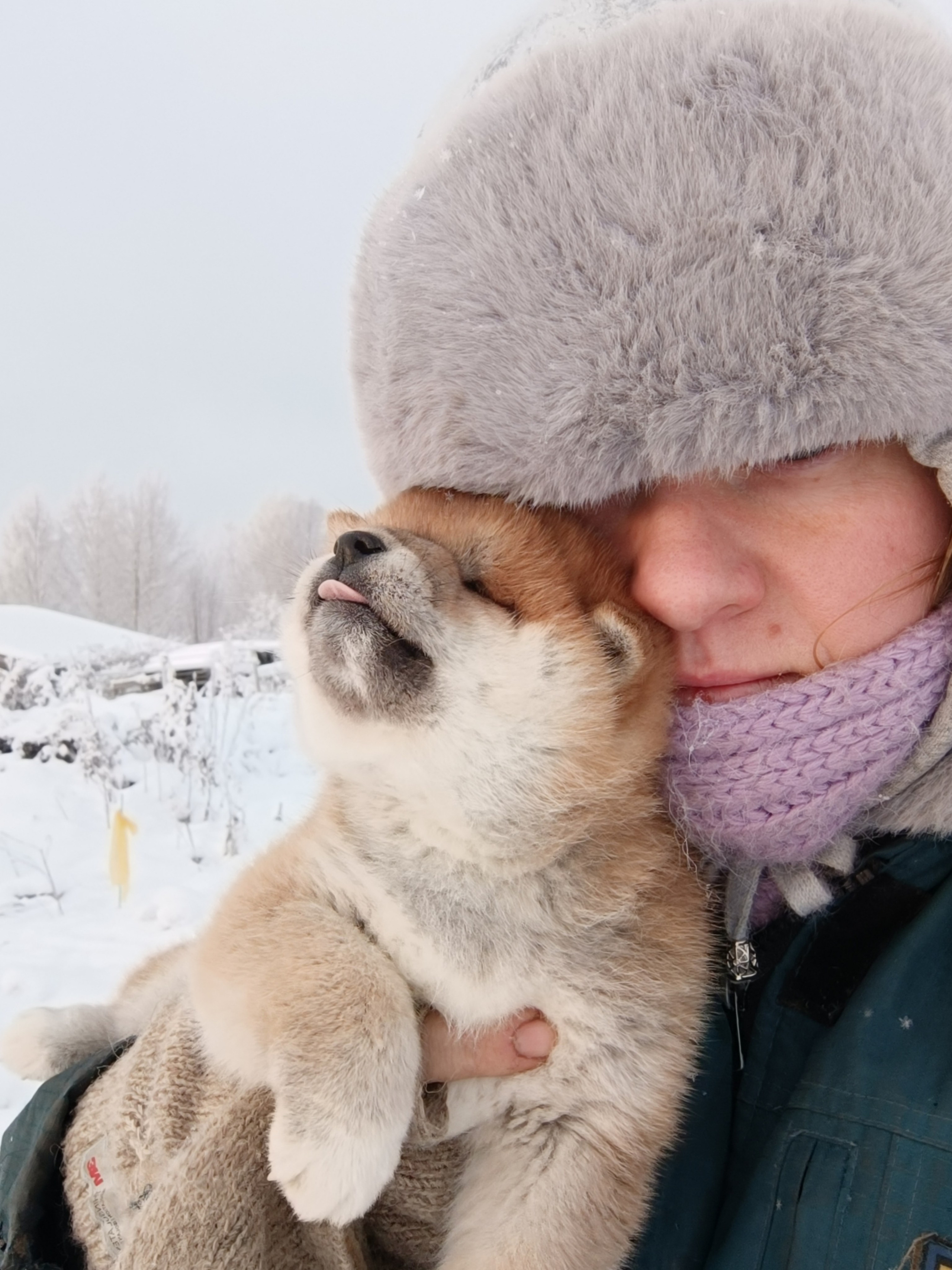 сиба питомник Рубилайт щенки на продажу rubylight  сиба щенки купить СПб Санкт-Петербург 