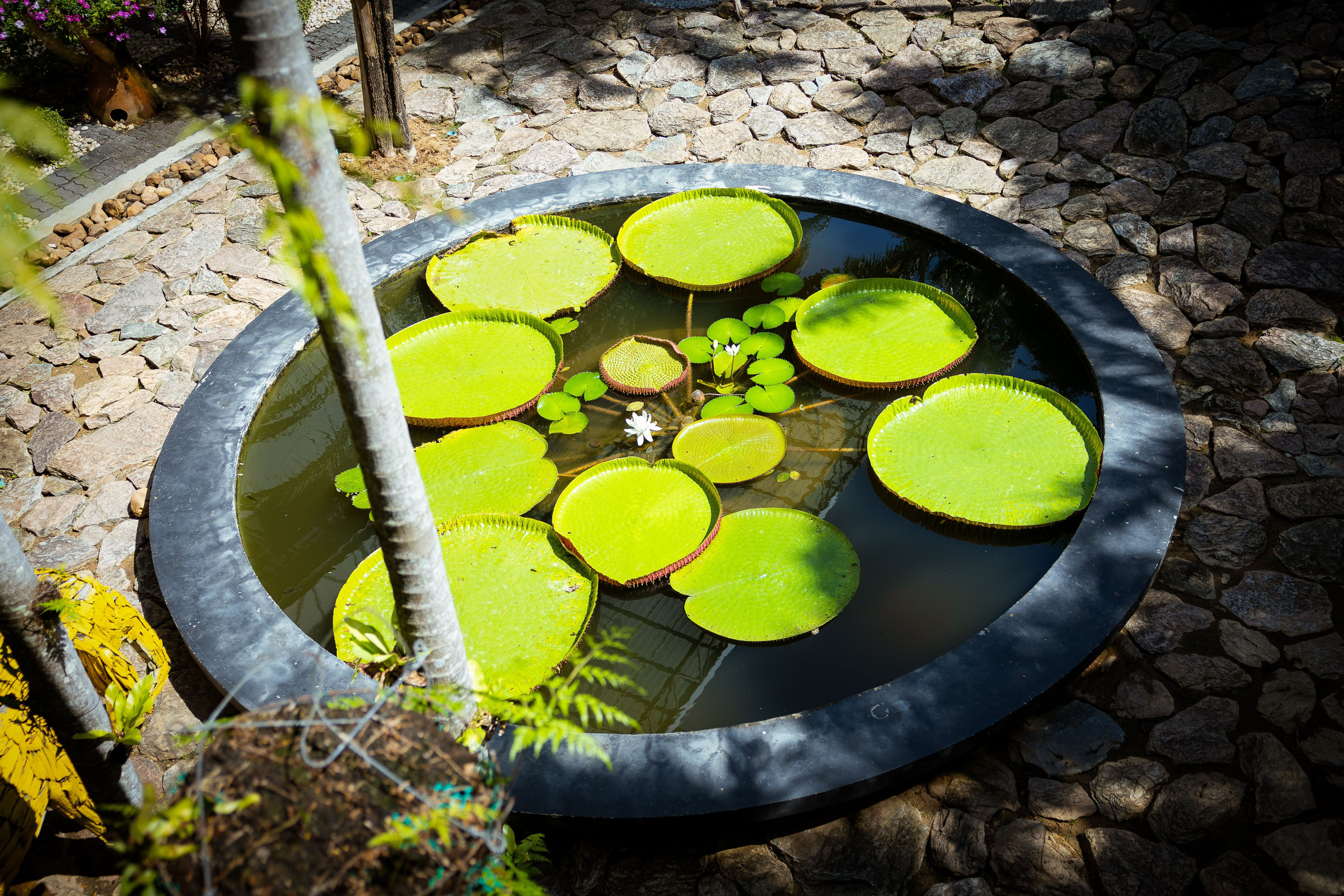 Таиланд (зима 2025). Фотограф Виноградов Константин