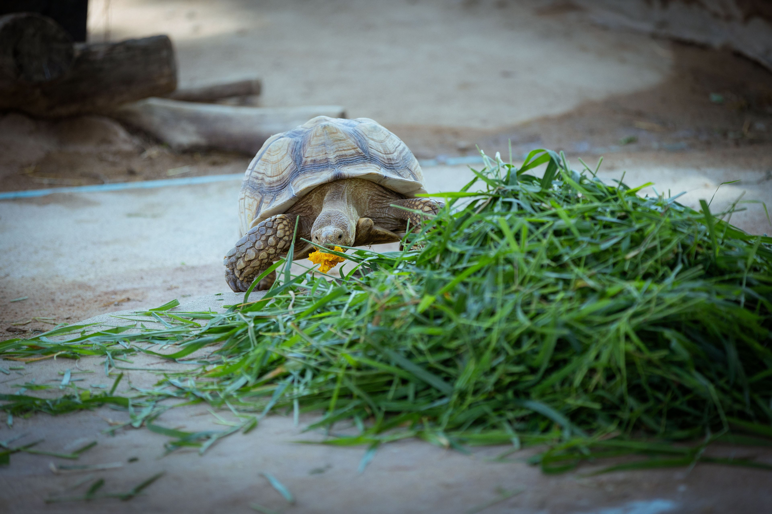 Таиланд (зима 2025). Фотограф Виноградов Константин