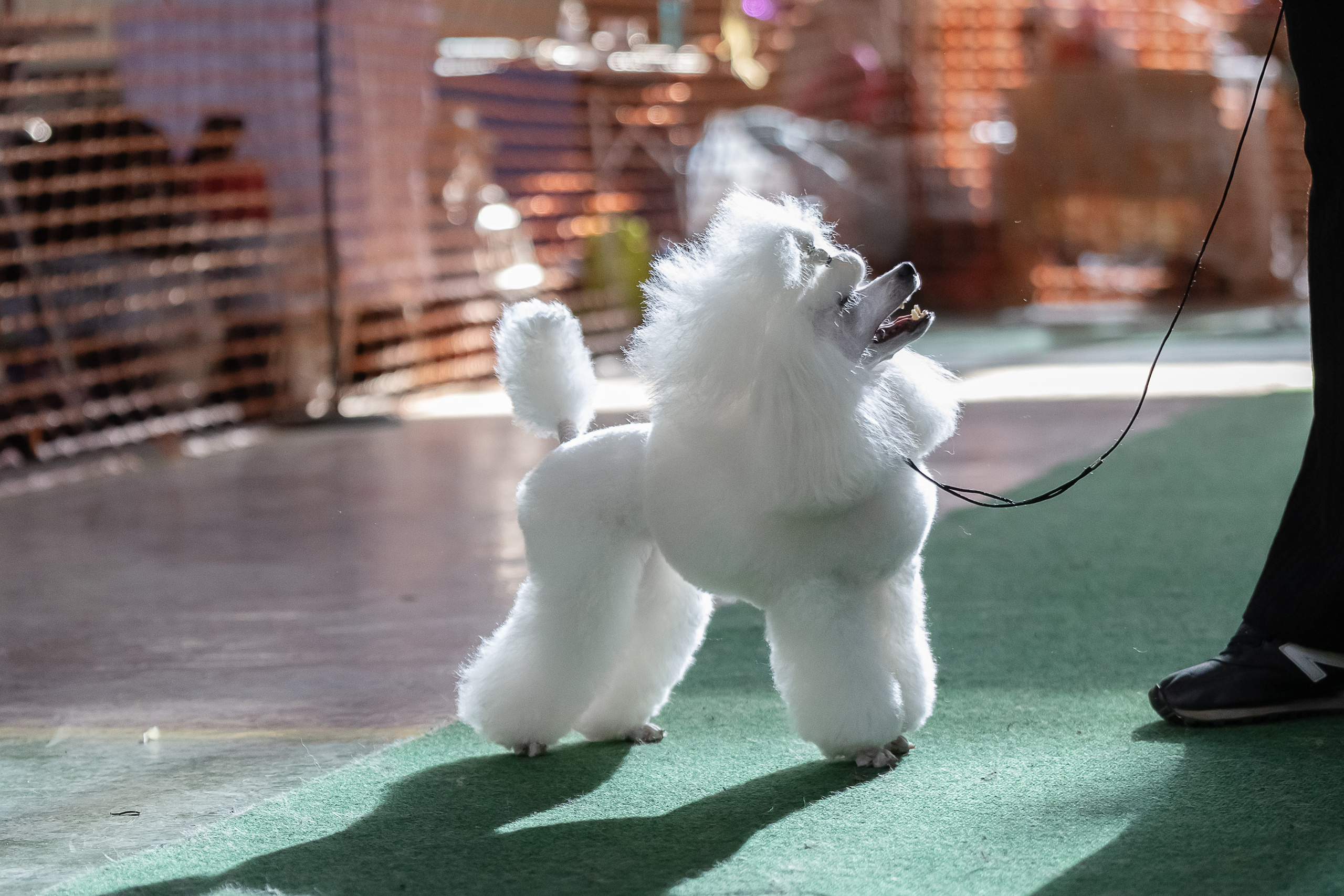 Выставка собак Орел 15.09.2024. Купить щенка Вельш-корги-кардиган в семейном питомнике — Ice Fantasy