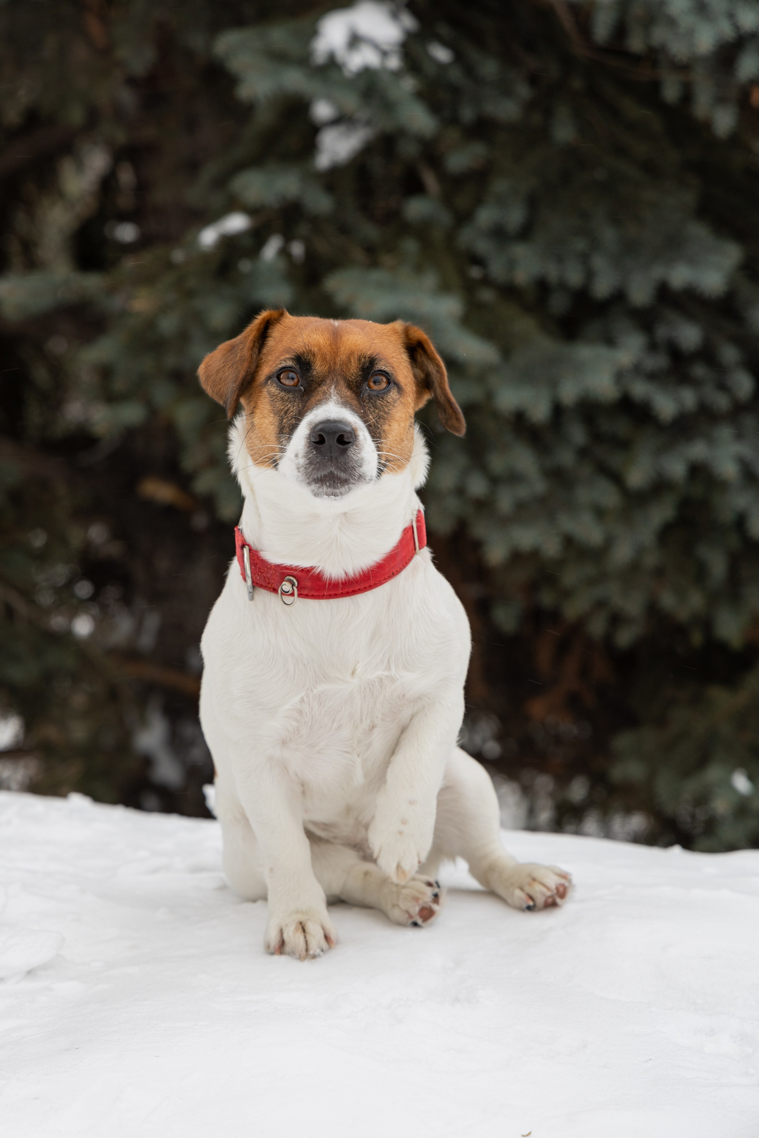 Фотосъёмка животных. Профессиональная коммерческая, промышленная и репортажная фотосъёмка для бизнеса
