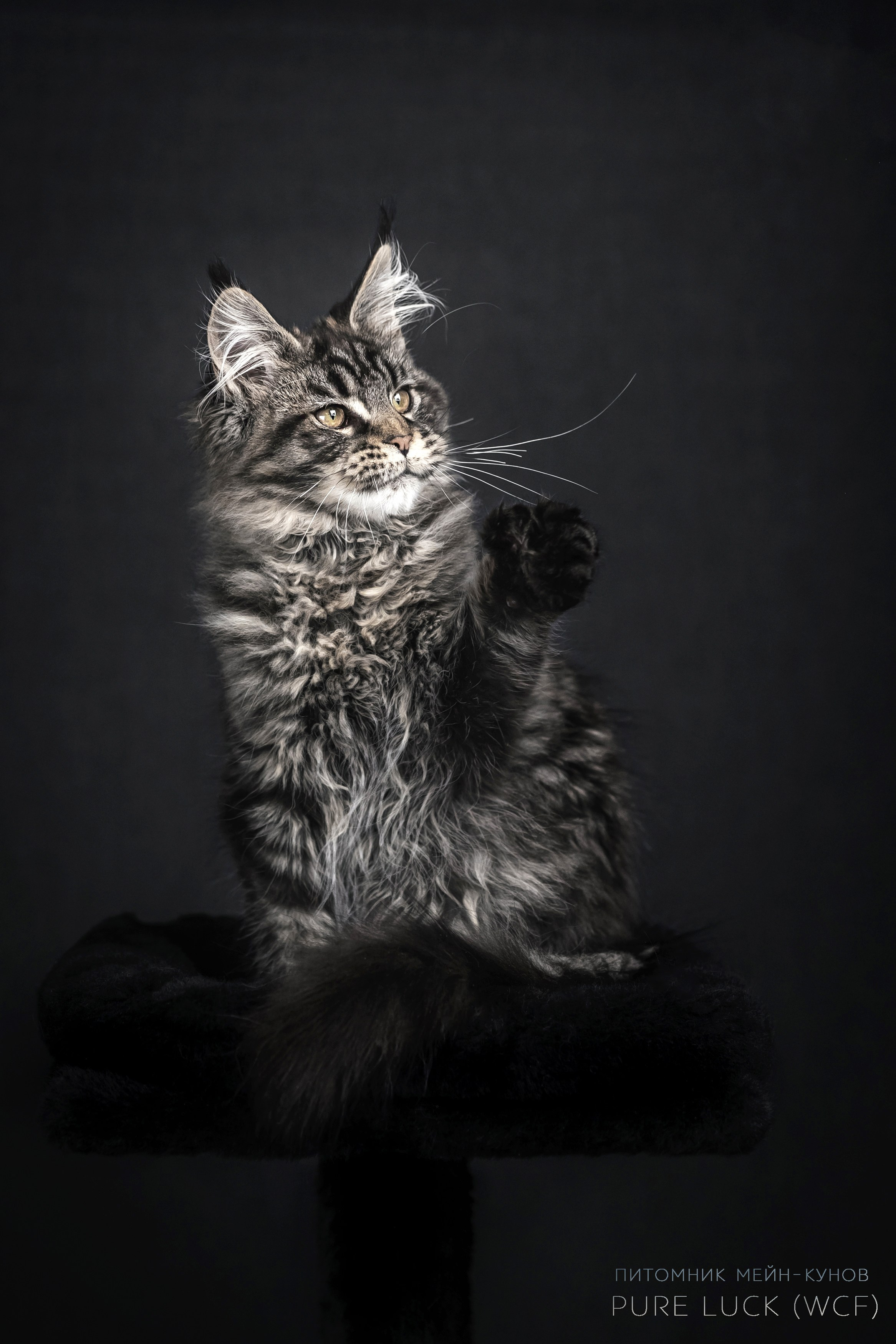 Куны. Фотограф анималист Аня Ливанова | Рыбинск