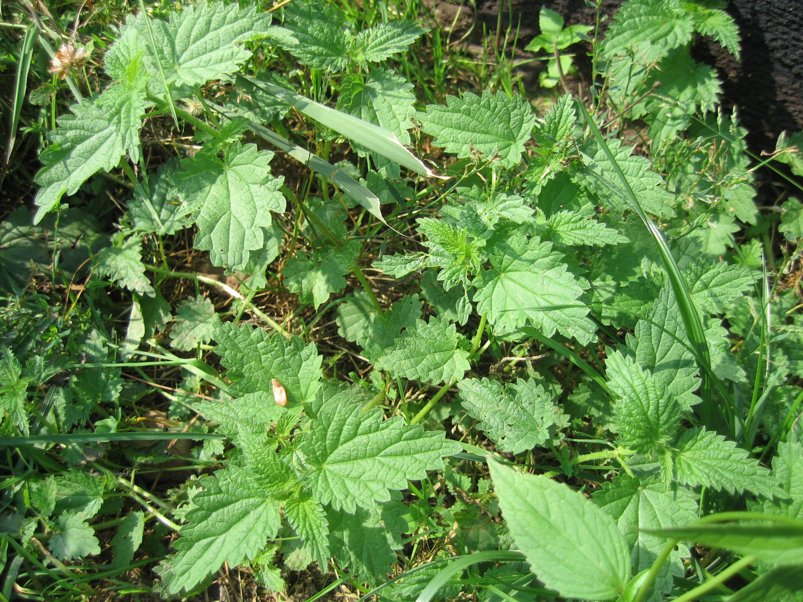 Крапива летом в саду