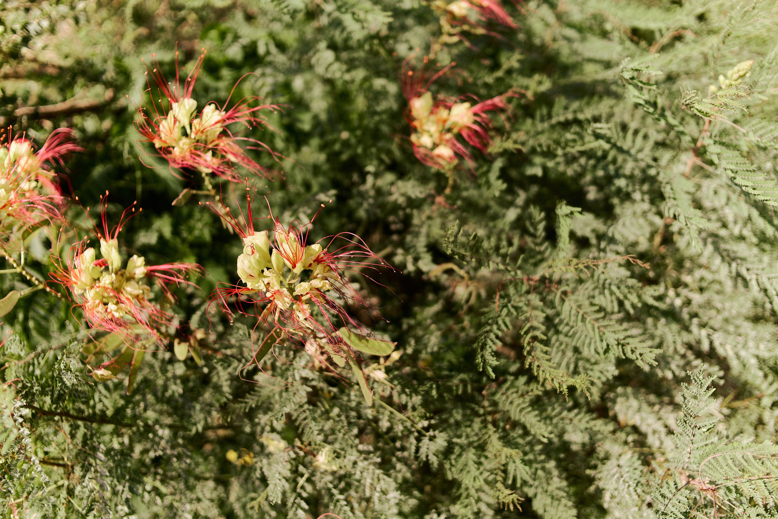 Улица горизонтальная. Jorgis — фотограф в Хургаде / обучение фотографии