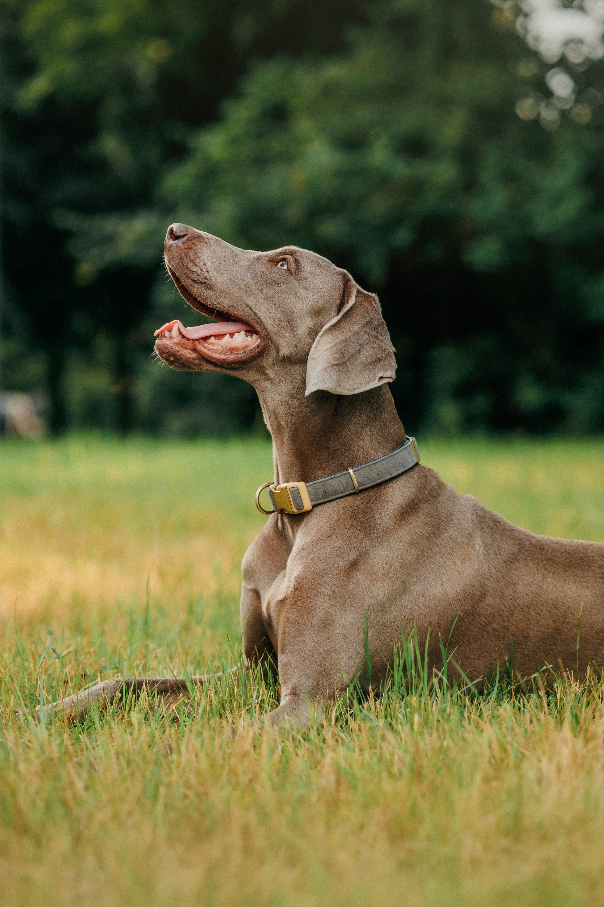 Соня и Майли. Фотограф-анималист Елена Радченко, Москва