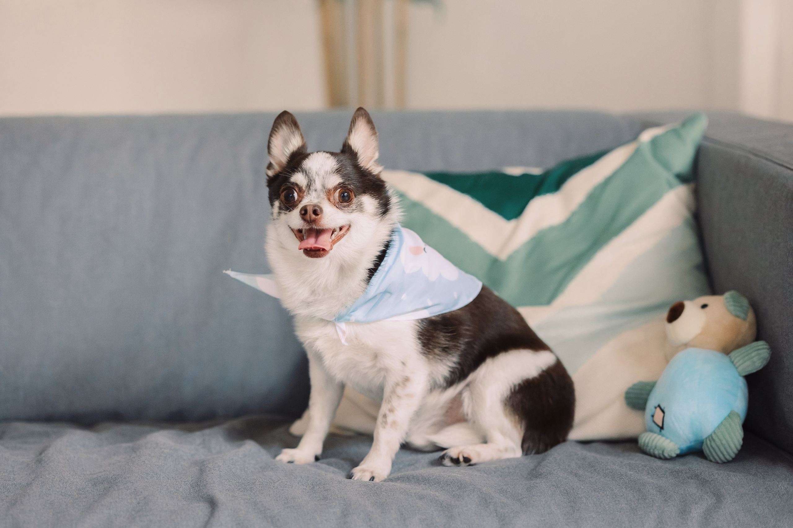 Магазин Friend of mine. Фотограф-анималист Елена Радченко, Москва