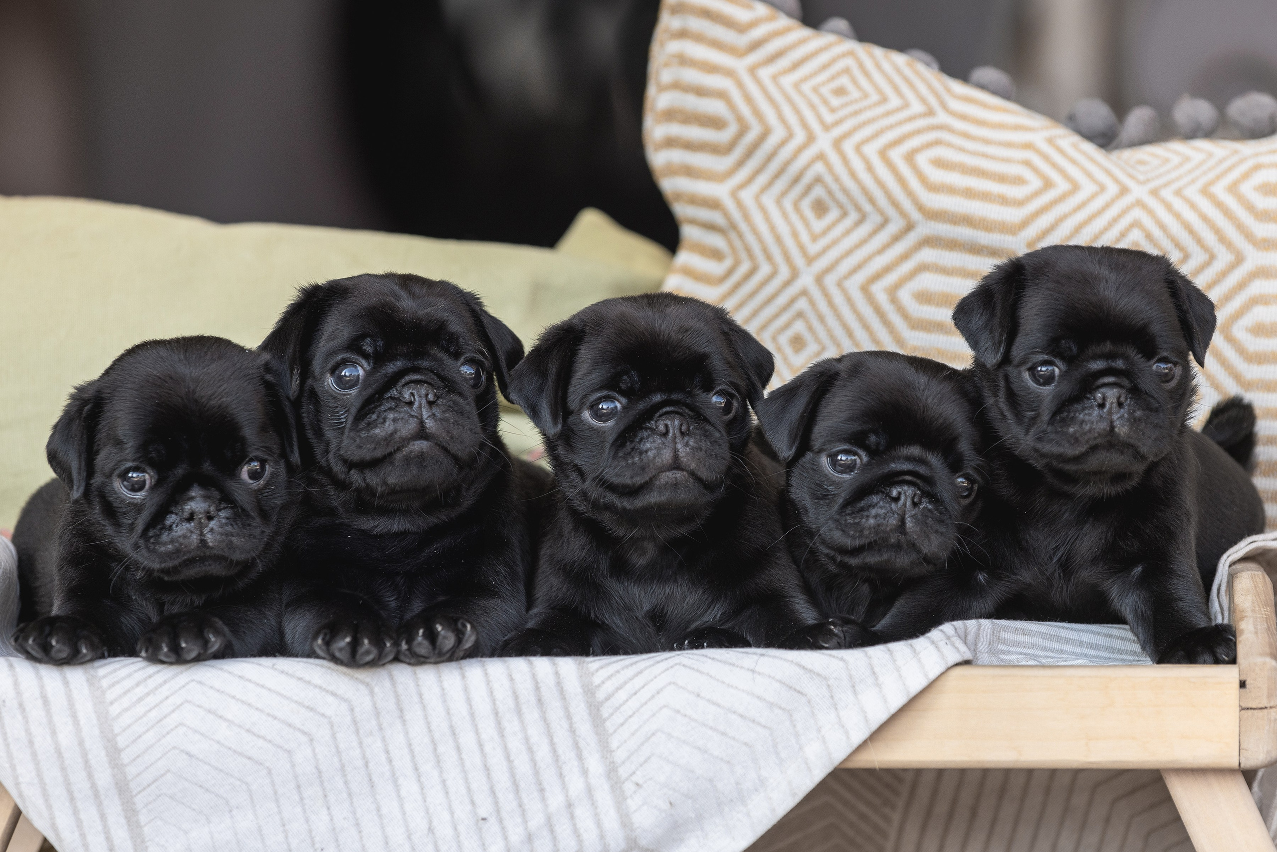 Собаки и не только. Фотограф Алена Звездина