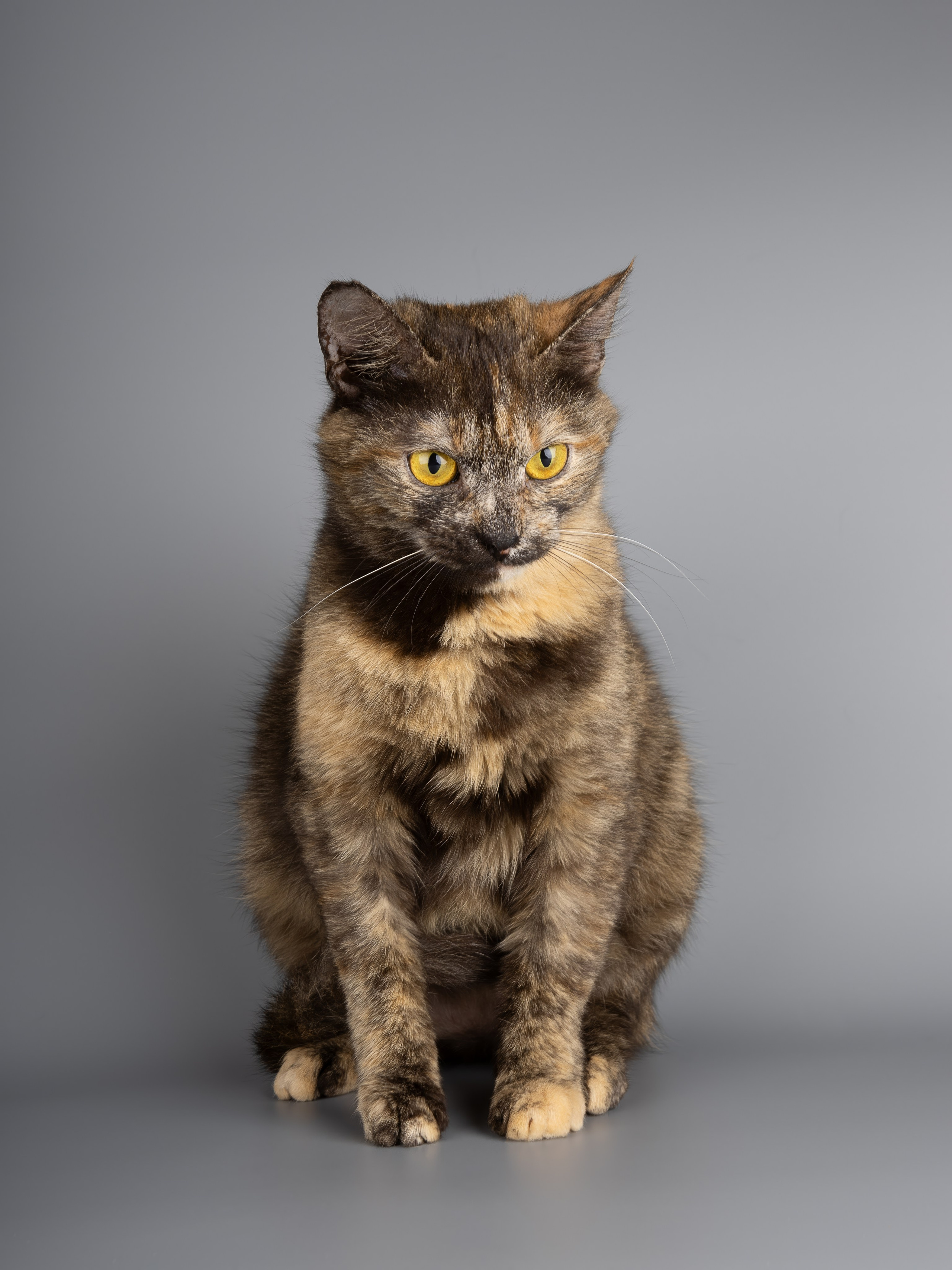 Кошки-фото для пристройства (студия). Фотограф-анималист в Москве, МО и Владимире