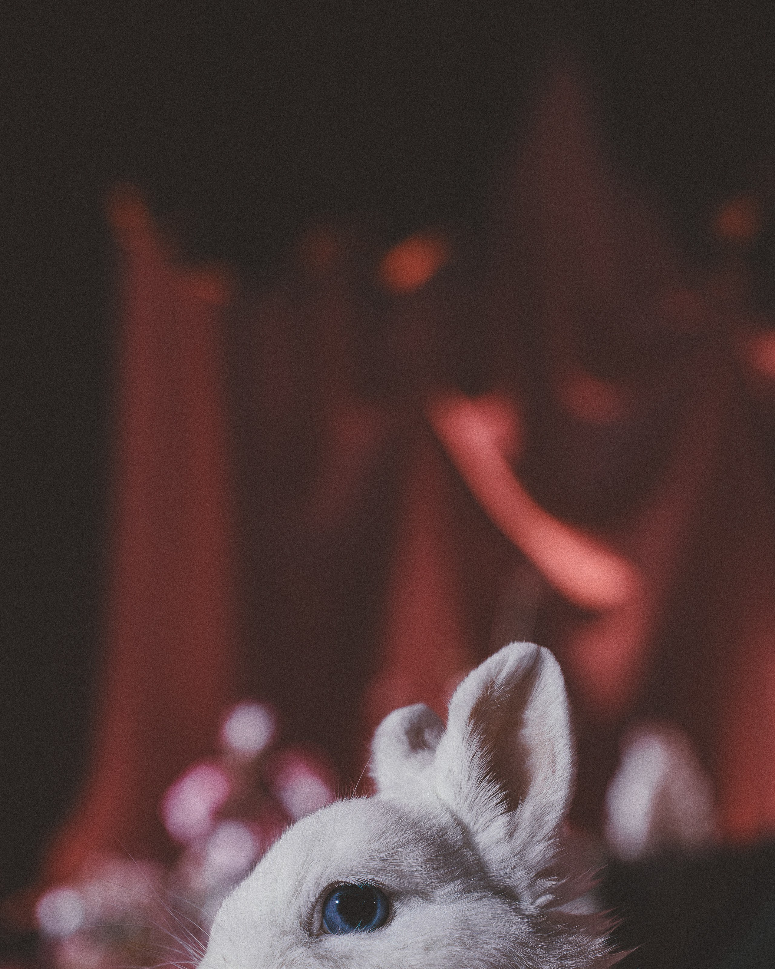 Сергей и Кристина. Свадебный и портретный фотограф в Москве Сергей Бузин