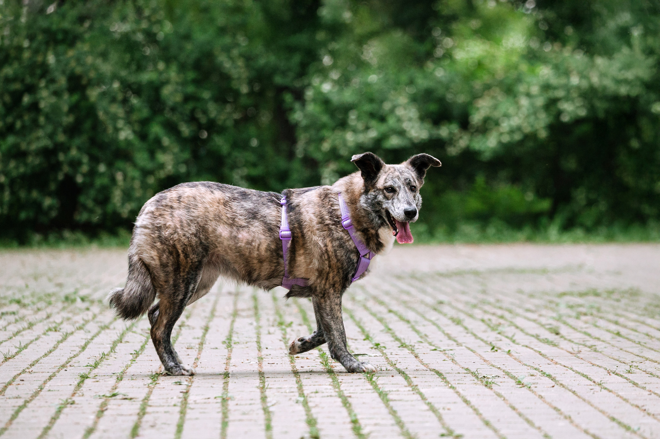 Собаки из приюта Дубовая роща лето 2025. Фотограф-анималист Татьяна Степанова