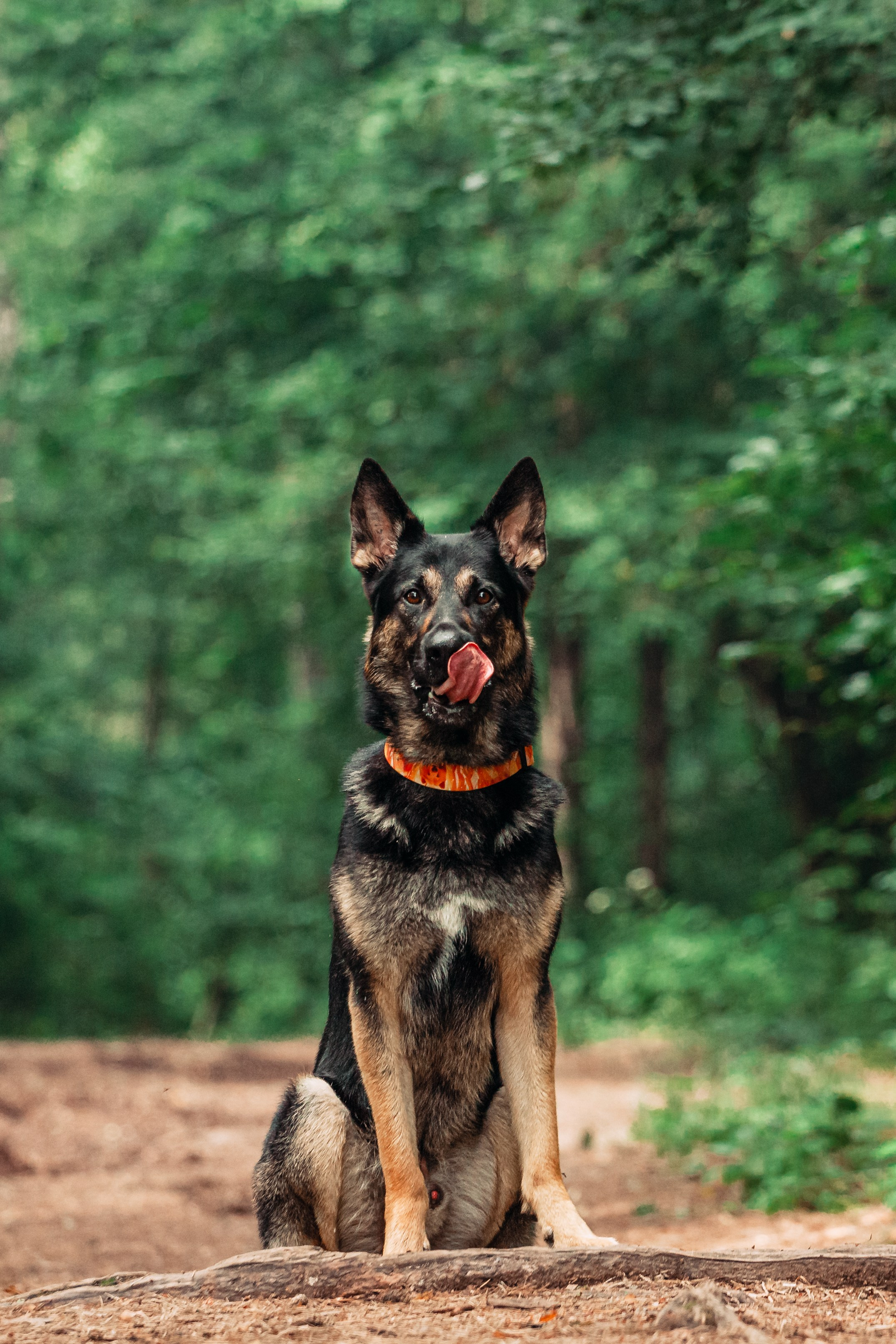 Лесная летняя фотопрогулка. Фотограф-анималист Татьяна Степанова