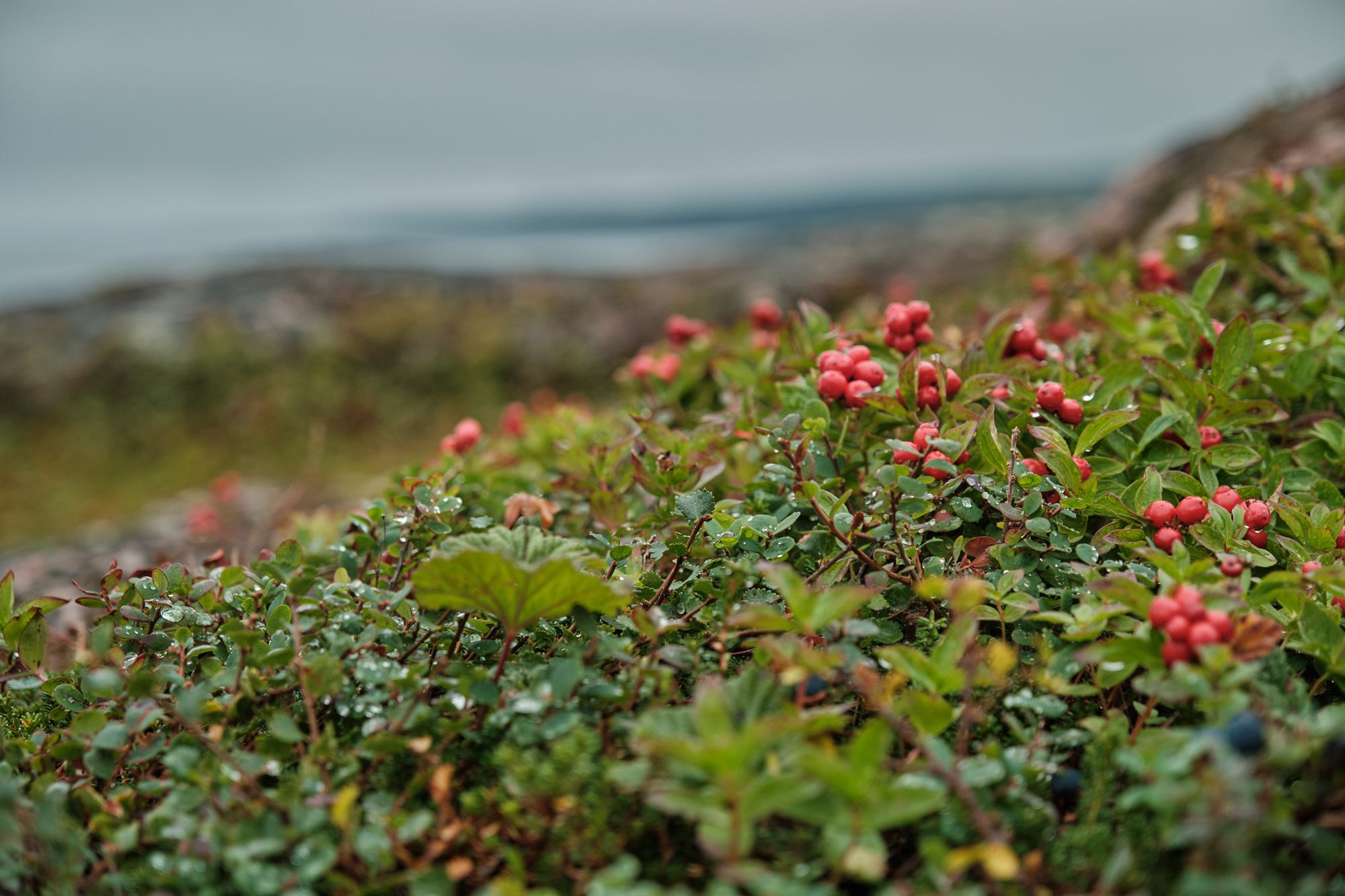 Тест-драйв. Мурманск-полуостров Средний. Фотограф