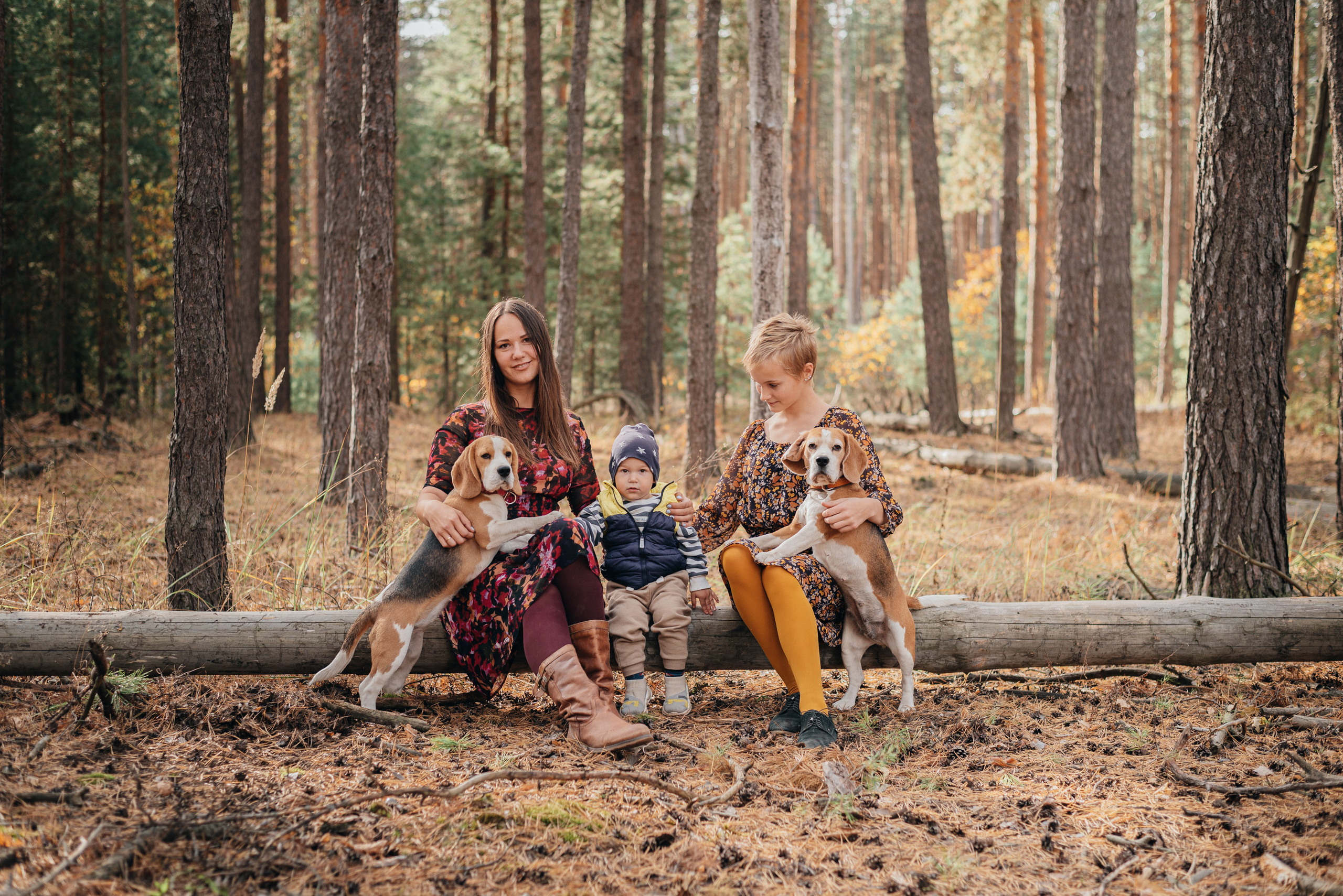 Лес. Теплая осень и много биглей. Фотограф Москва