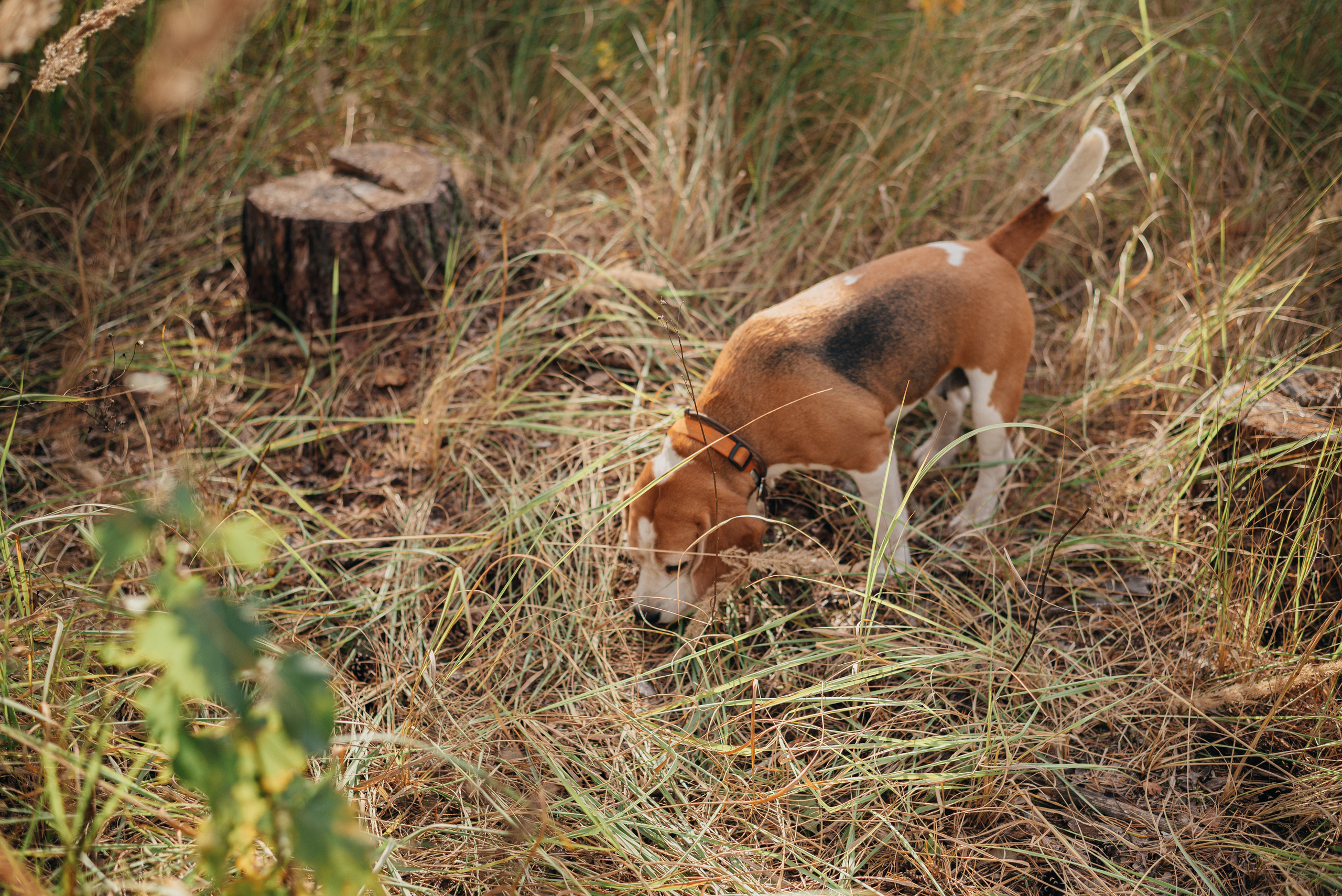 Лес. Теплая осень и много биглей. Фотограф Москва
