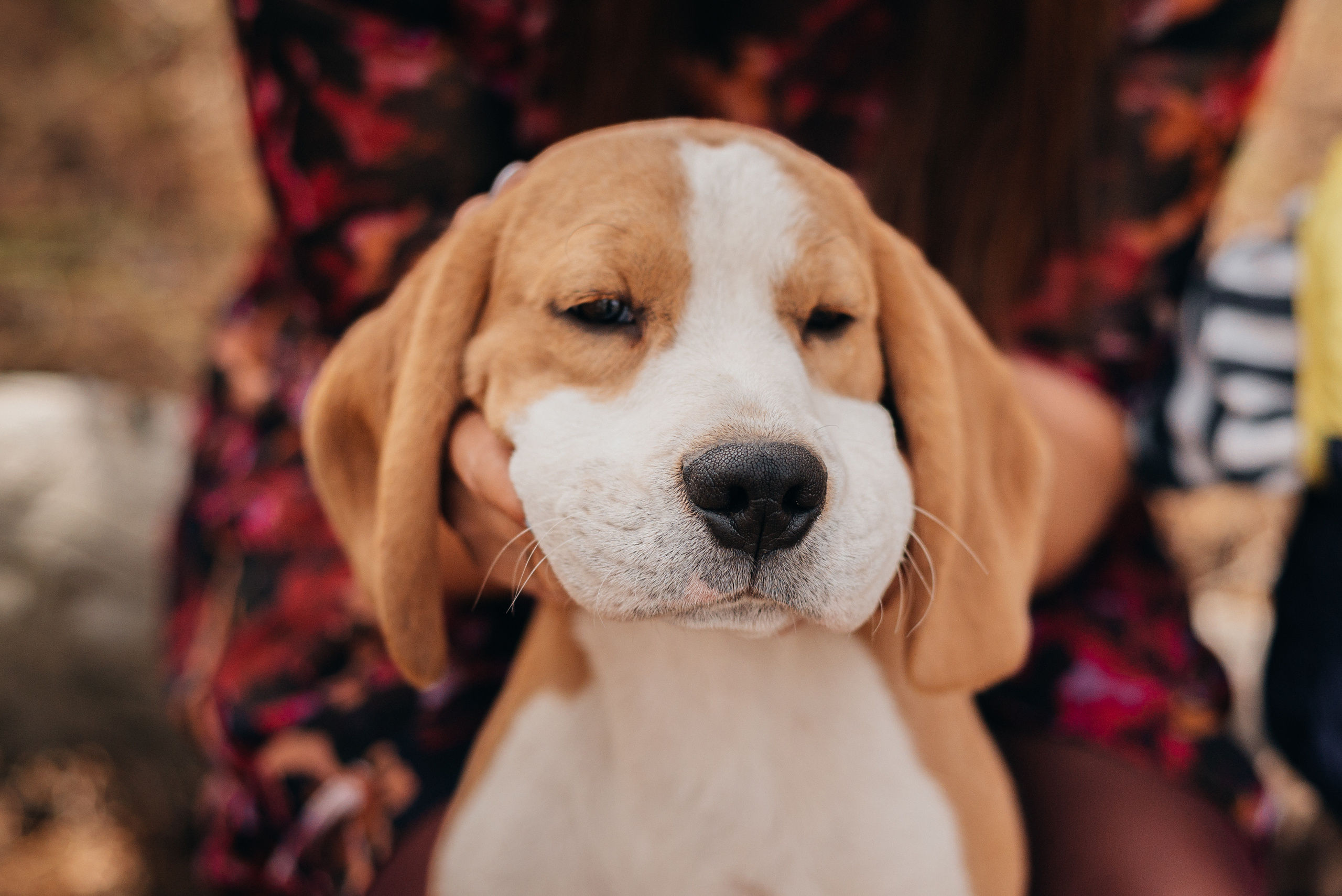 Лес. Теплая осень и много биглей. Фотограф Москва