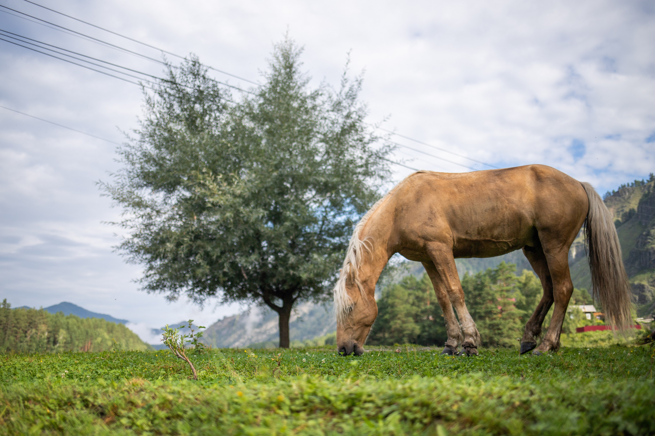 Altai Republic, Russia. Photographer Alina Skitovich