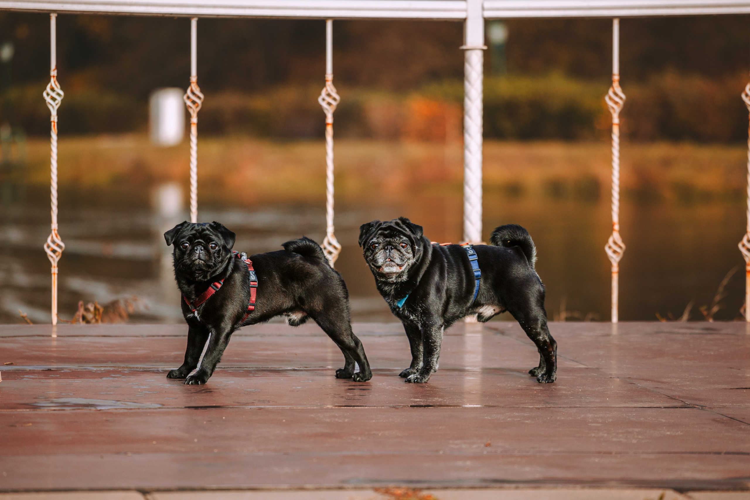 Оля, Харви, Луис. Фотограф-анималист Татьяна Степанова