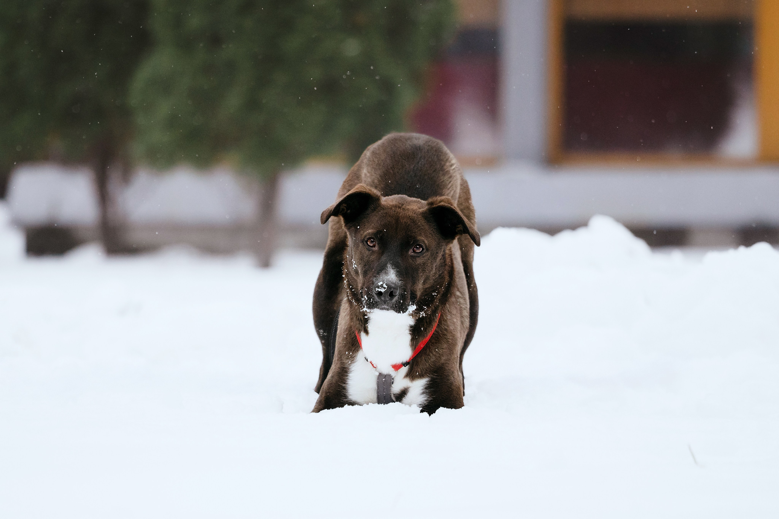 Собаки из приюта Дубовая роща зима. Фотограф-анималист Татьяна Степанова
