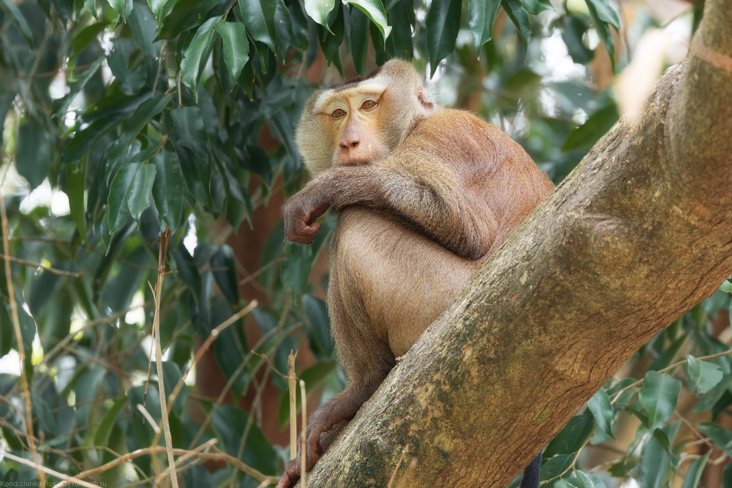 Индийский макак. Архитектурный и пейзажный фотограф Кондратенко Руслан, Санкт-Петербург