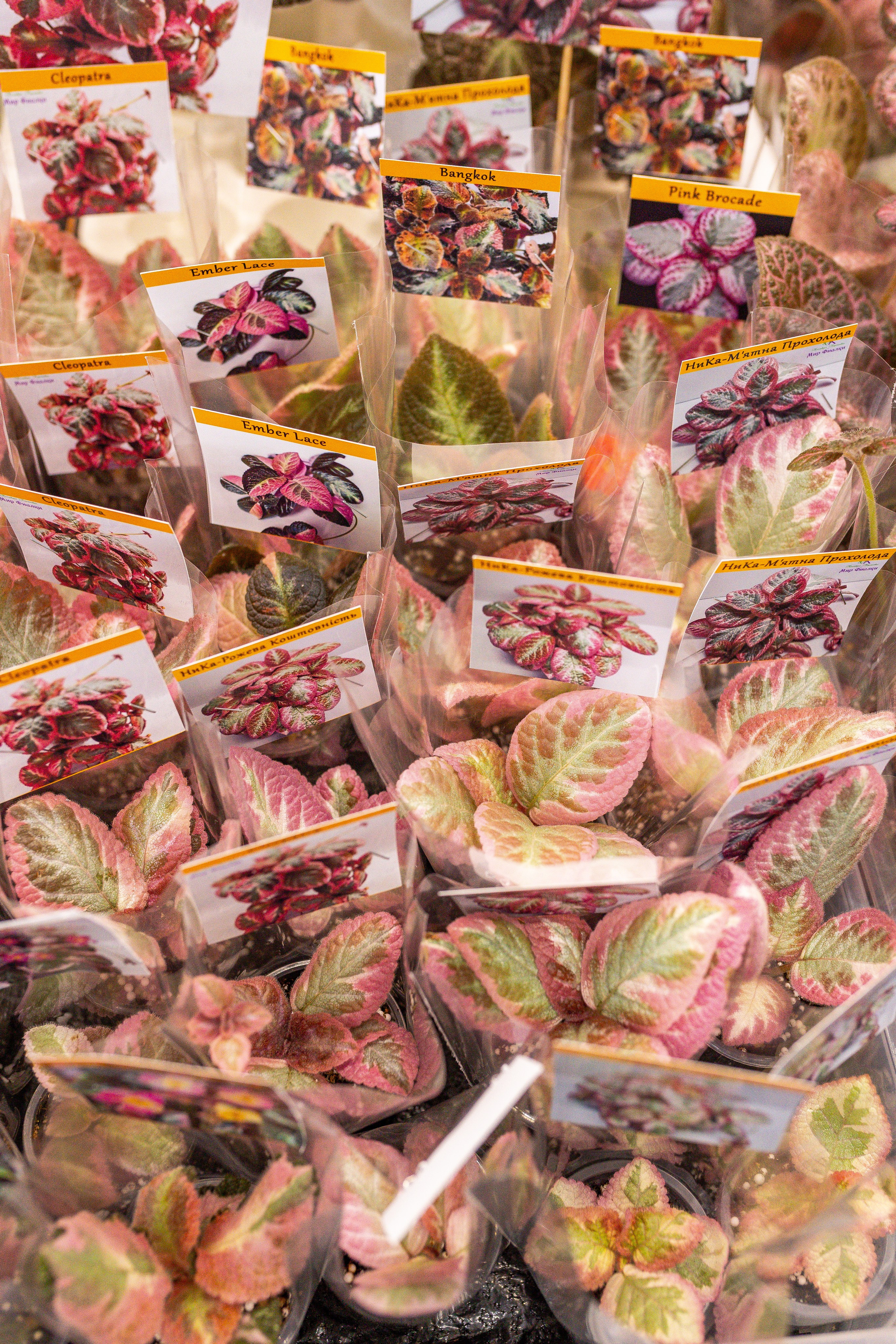 Монстериум апрель 2025. Александра Куликова фотограф, Москва