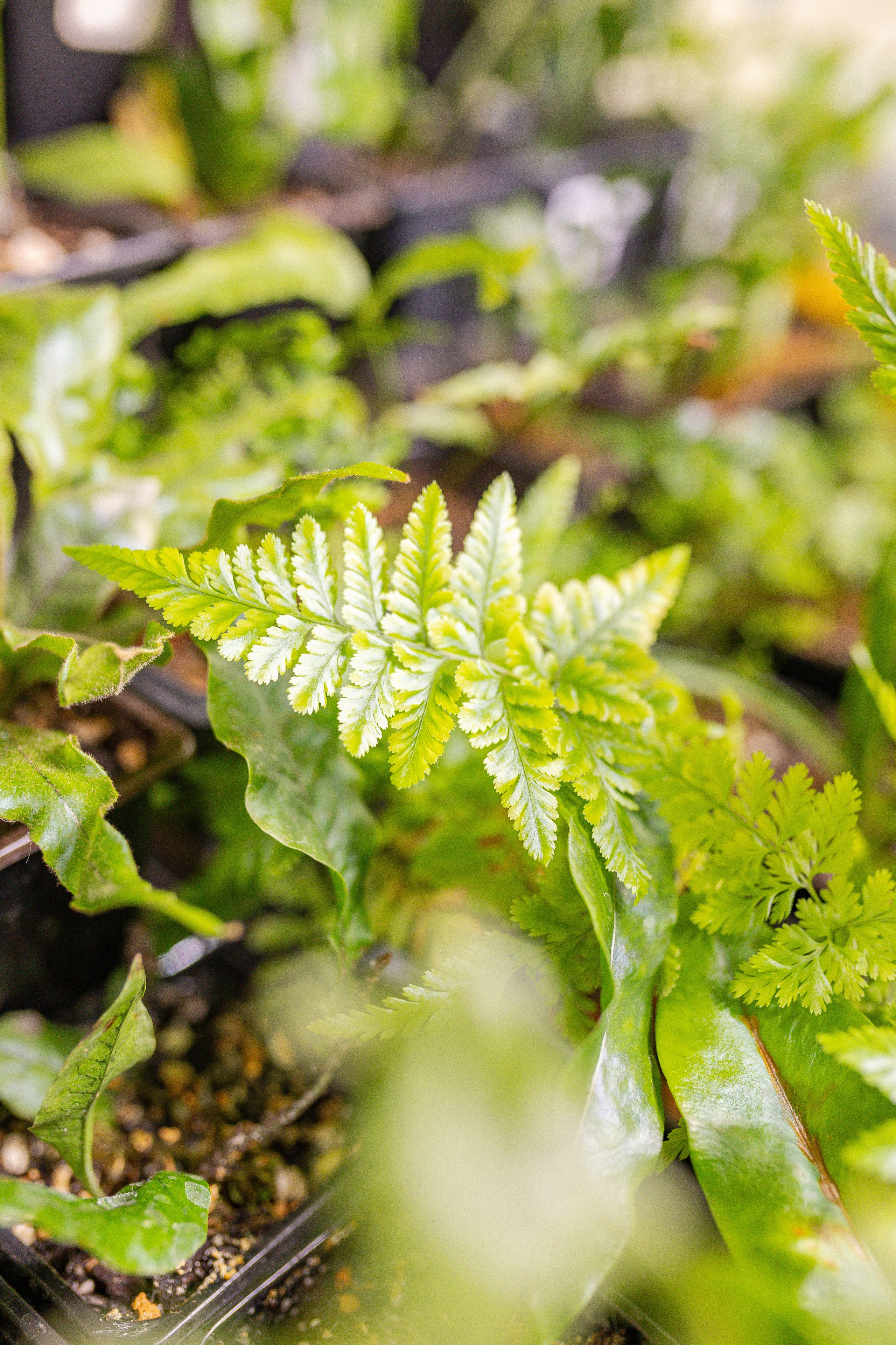 Монстериум апрель 2026. Александра Куликова фотограф, Москва