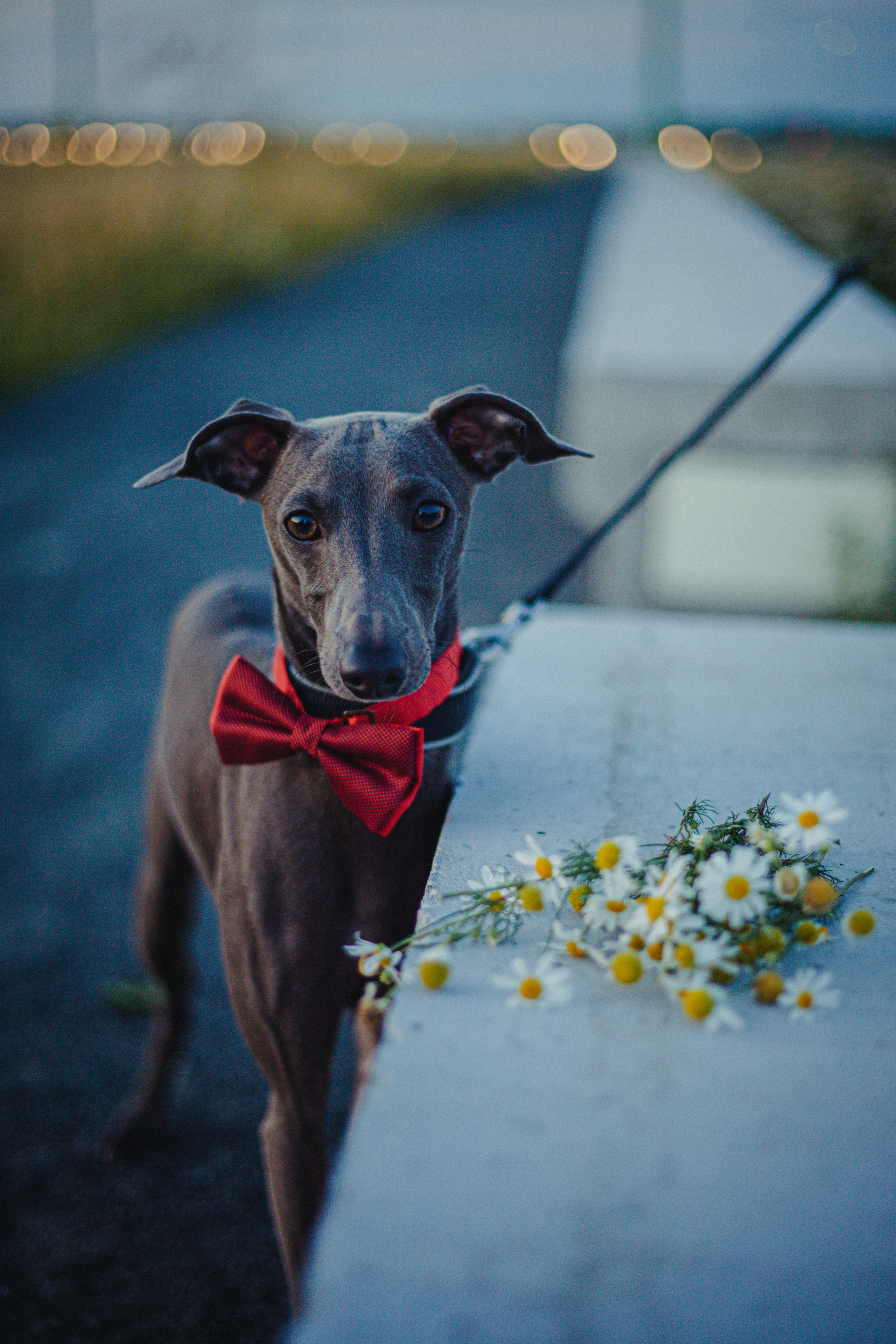 Светлана и Гарри. Главная