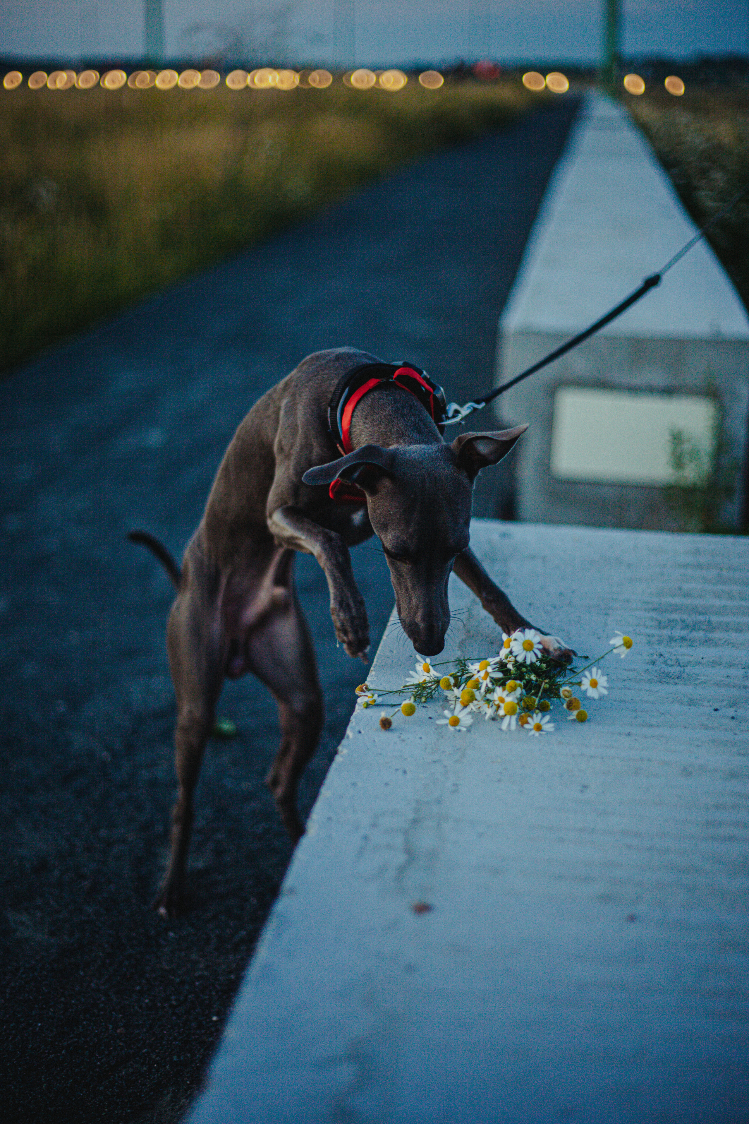 Светлана и Гарри. Главная