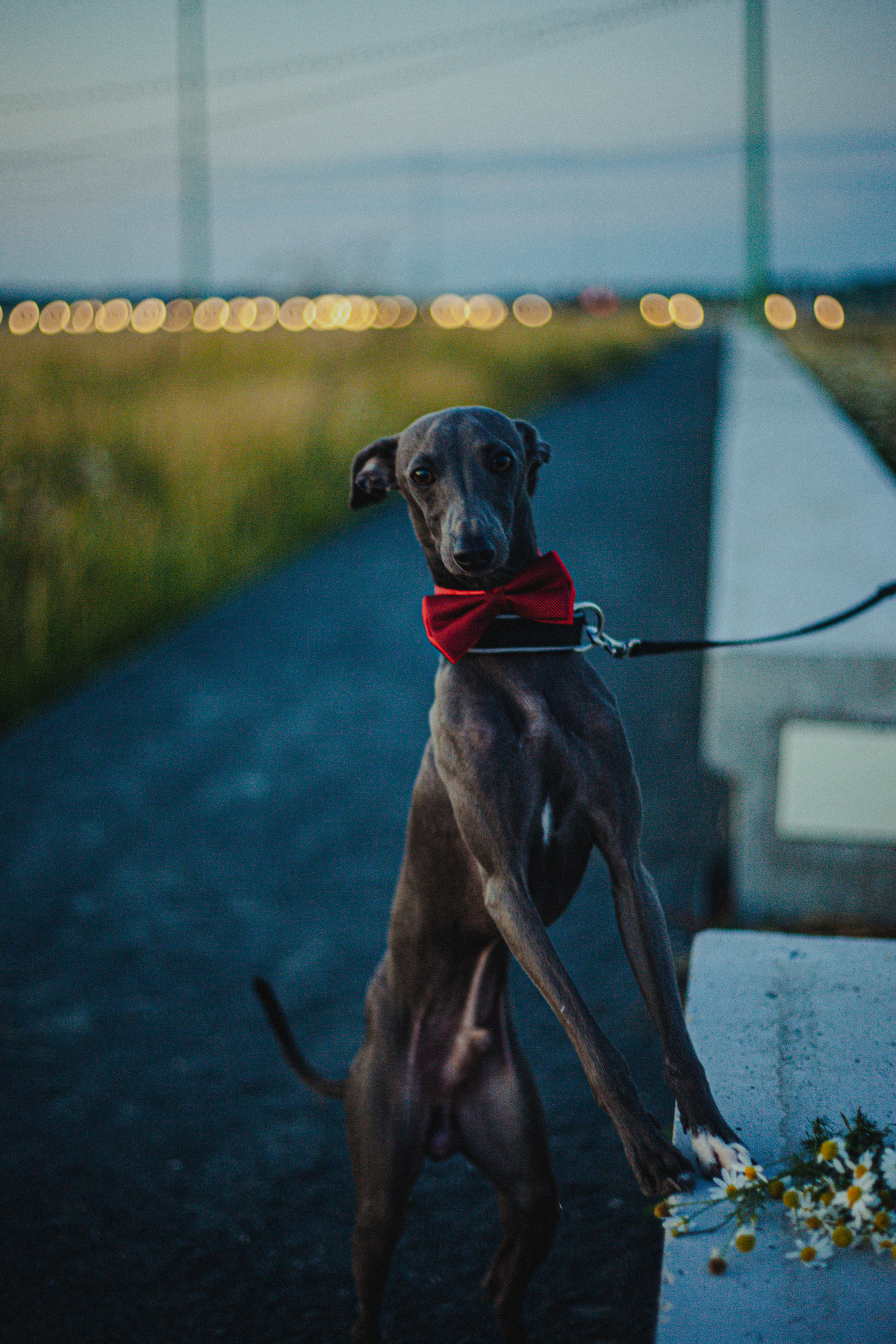 Светлана и Гарри. Главная