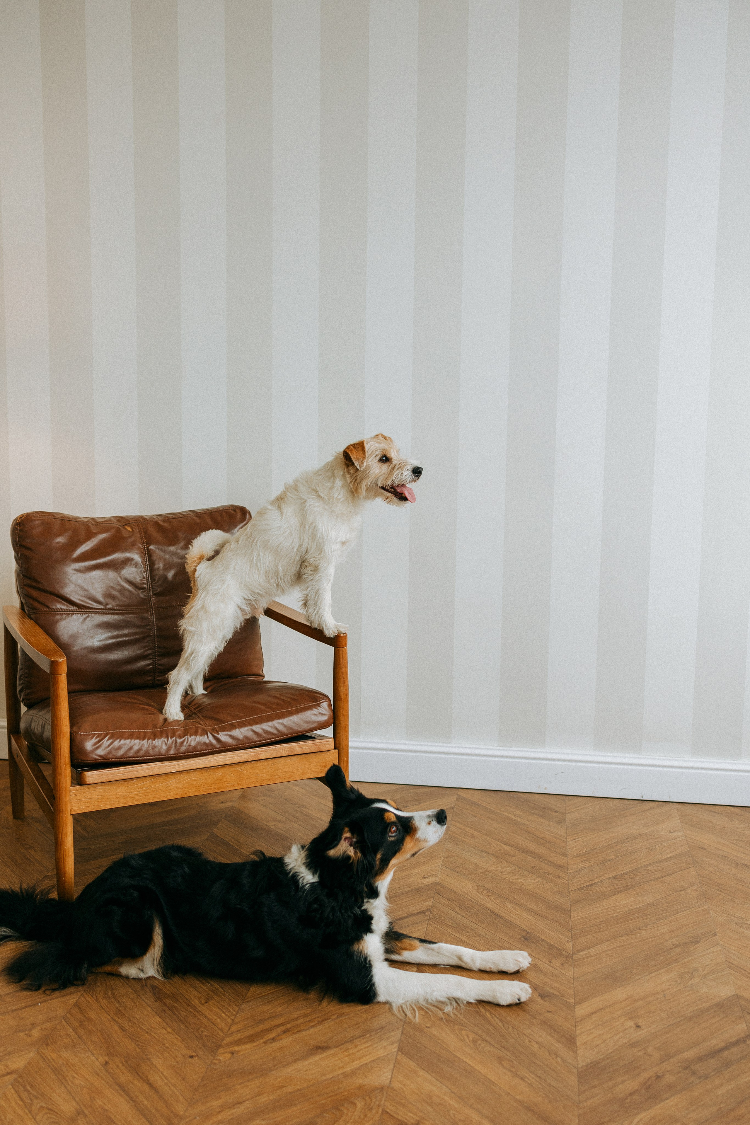 Цунами, Теон и Женя. Фотограф анималист Анастасия Пикей