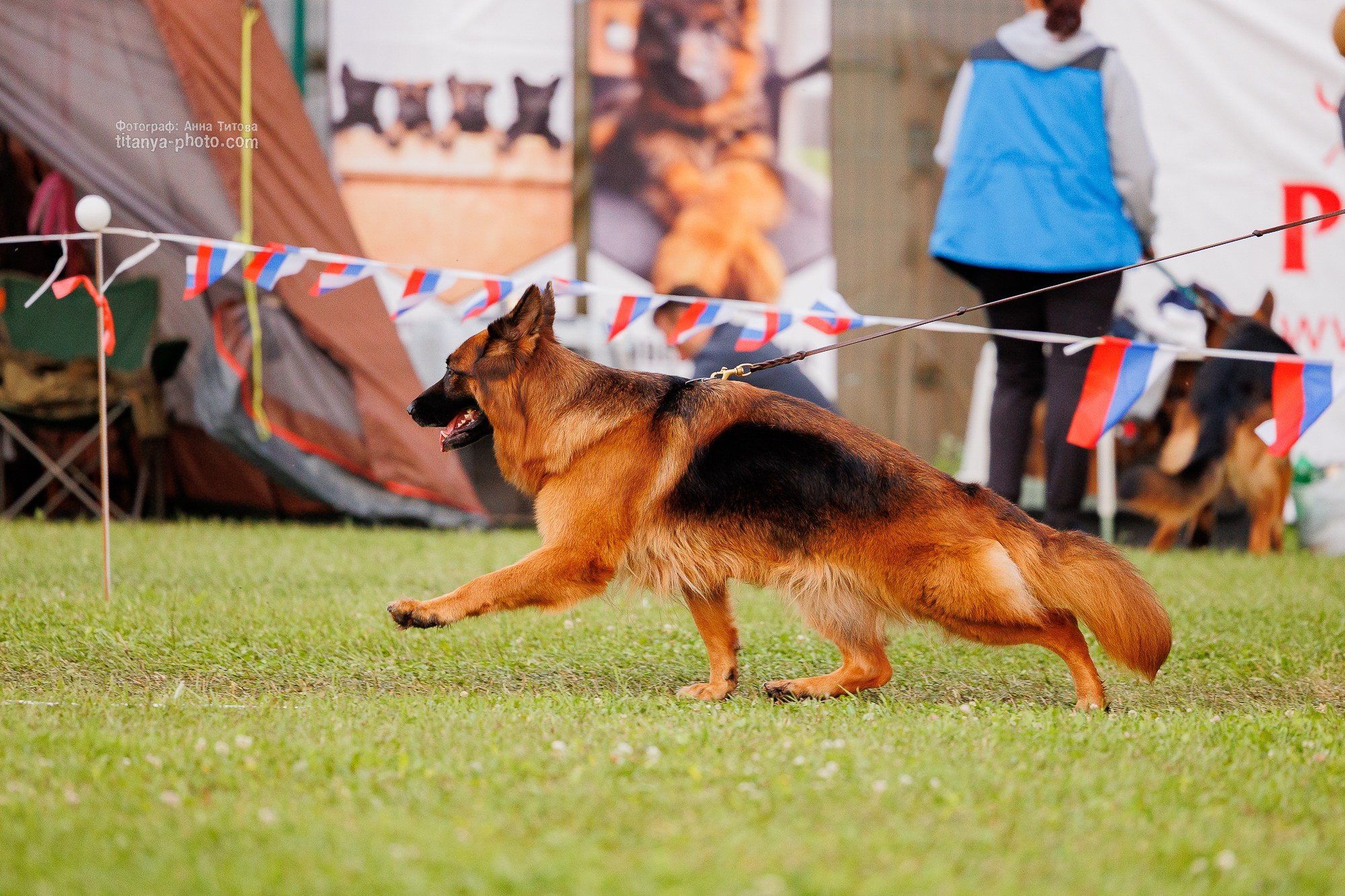 Немецкие овчарки: фото из рингов и вне ринга, мутпроба (фотографии с выставок). Фотограф собак, фотограф-анималист Аня Титова (Titanya). Москва