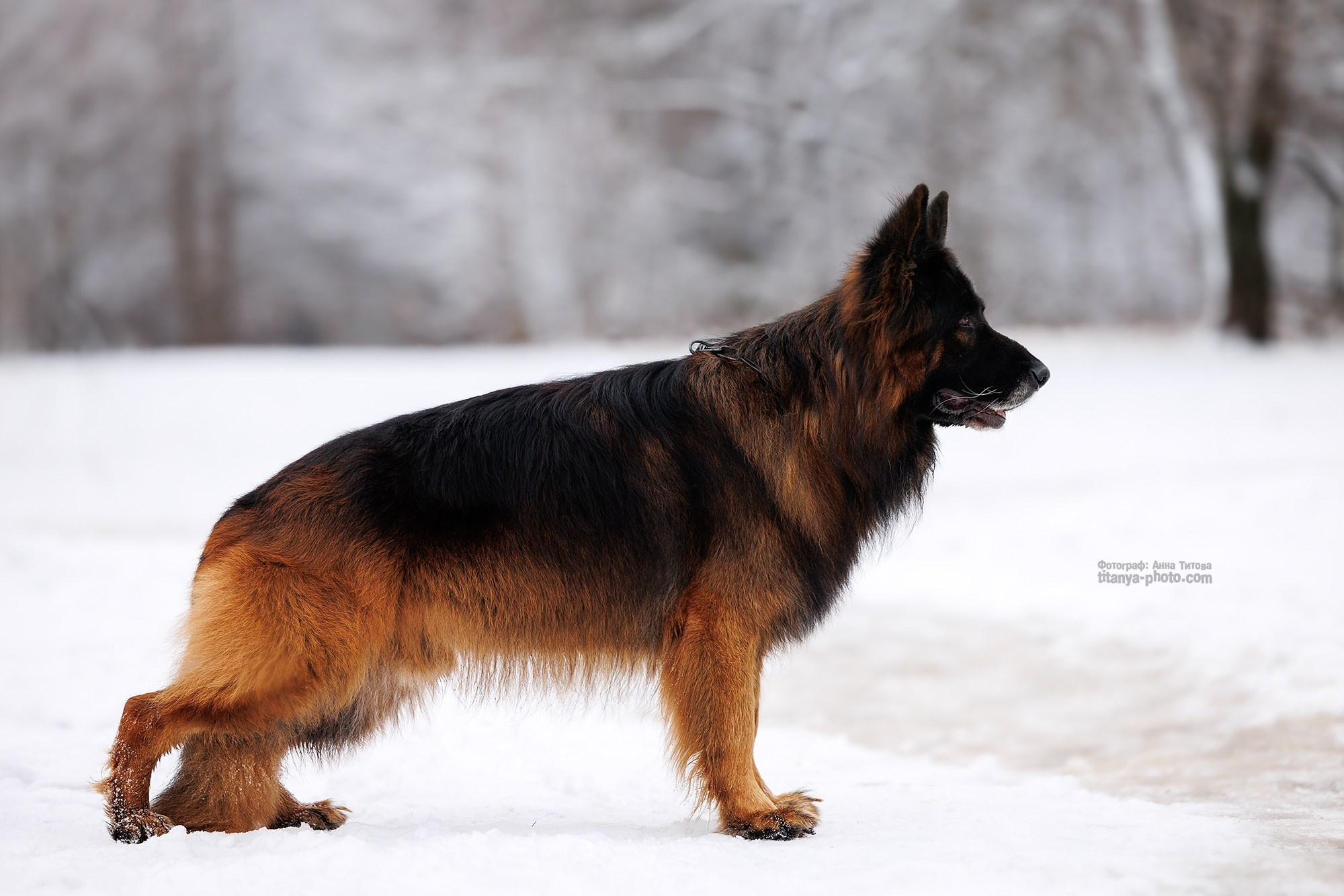 Экстерьерная фотосъёмка немецких овчарок. Фотограф собак, фотограф-анималист Аня Титова (Titanya). Москва