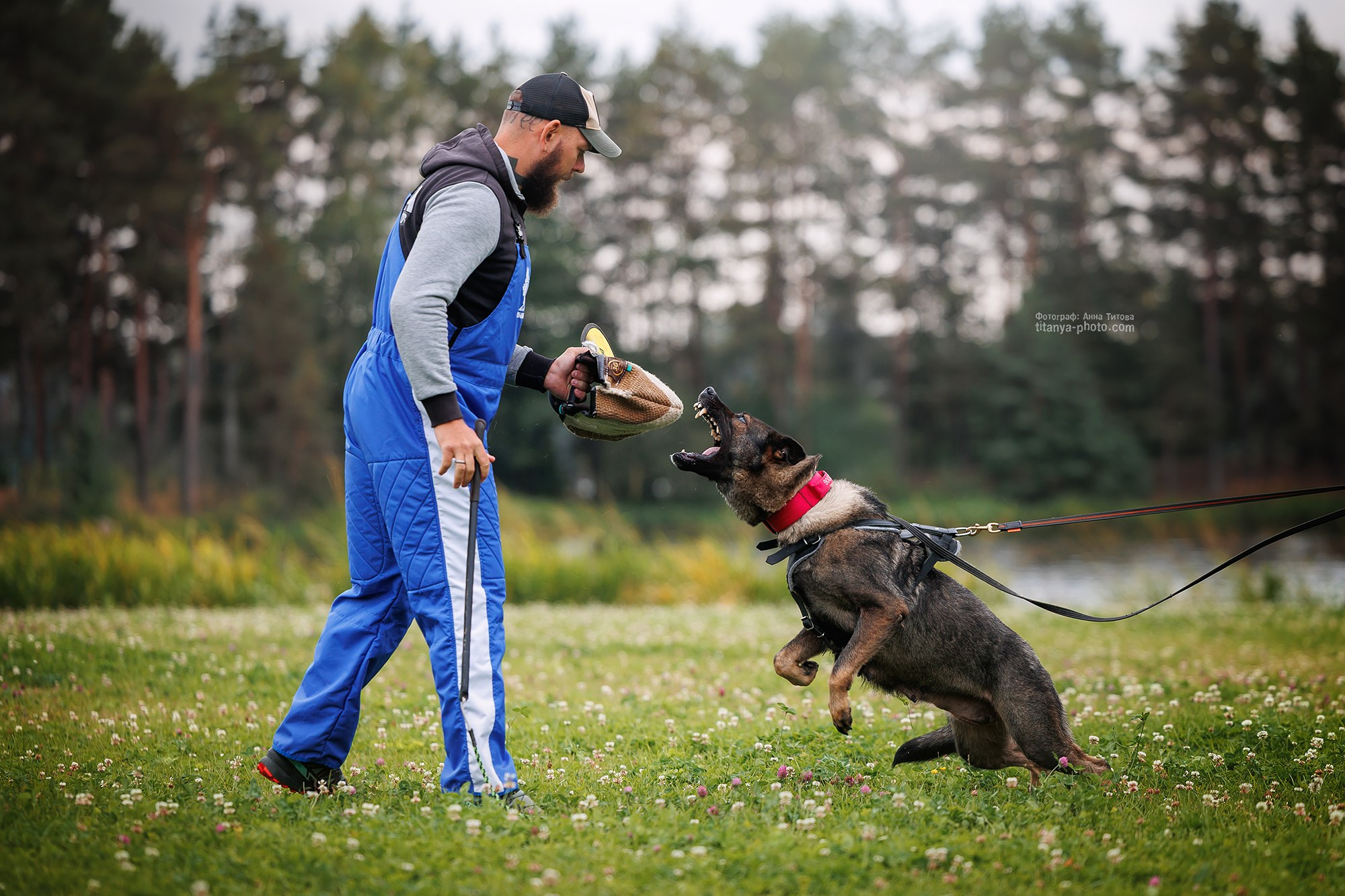Тренировка по защите в питомнике немецких овчарок «Легенда Волги». Фотограф собак, фотограф-анималист Аня Титова (Titanya). Москва
