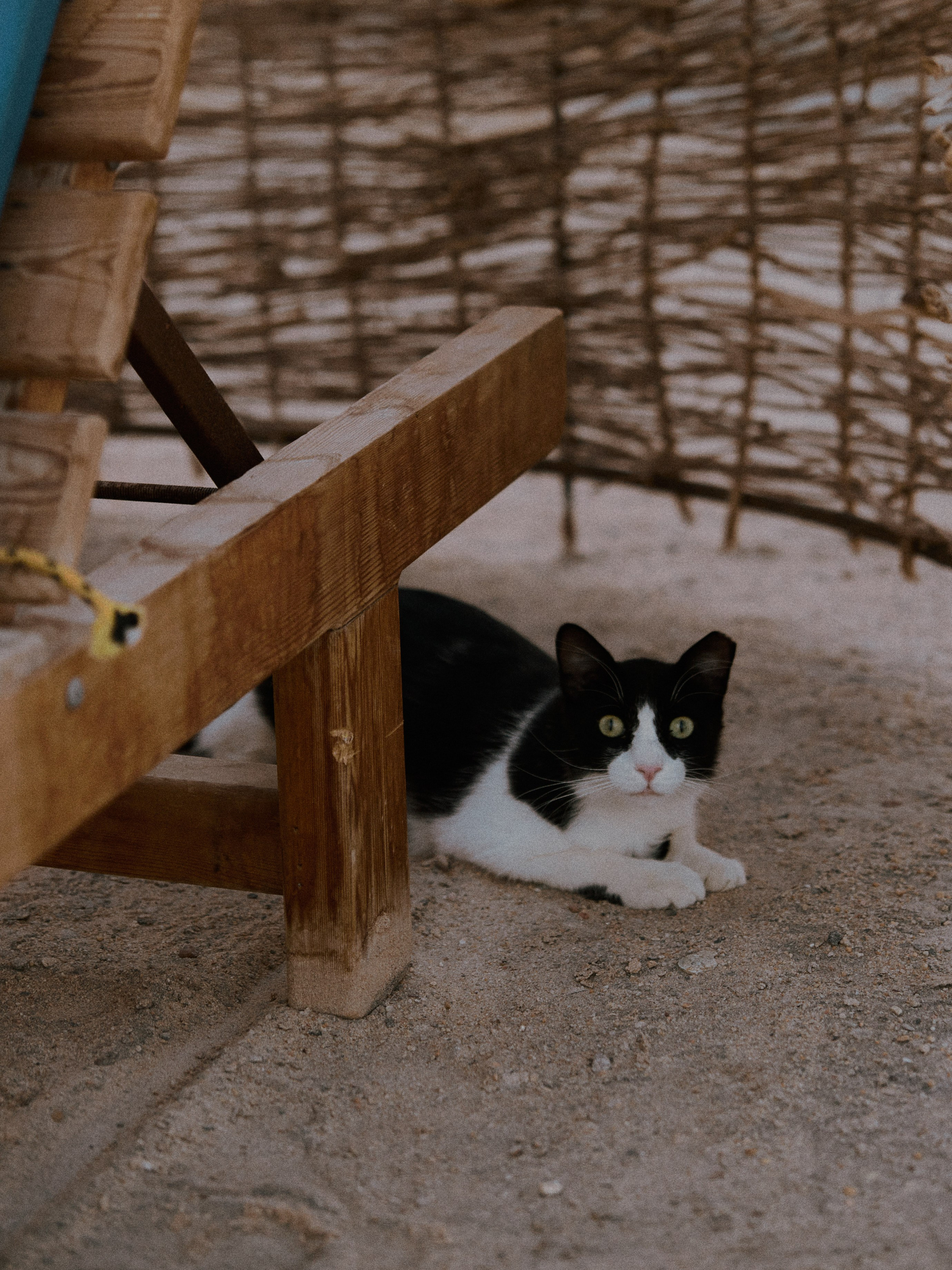 Другое 2. Jorgis Talè — photographer, kind person, teacher of arts and other mag