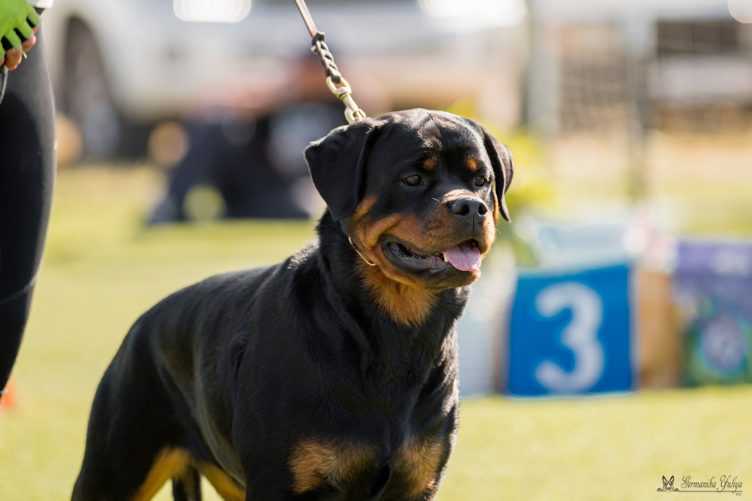 Анапа 16-17.09.2023 моно ротвейлеров. Фотограф-анималист Юлия Германика