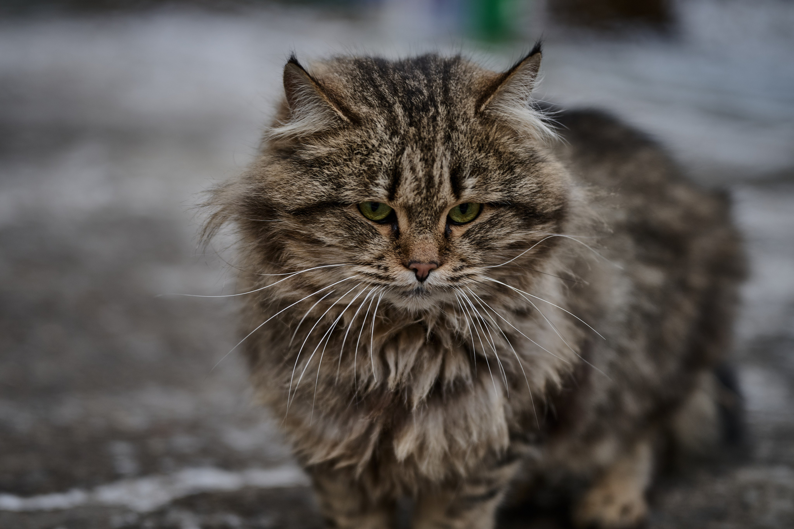 Рубежное. Луганская область. Фотопроект «Территории»